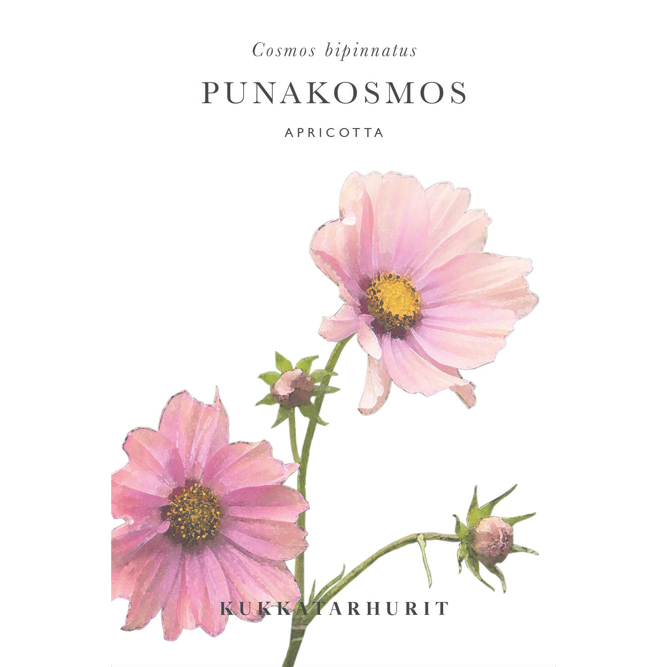 Blumensamen Schmuckkörbchen Apricotta