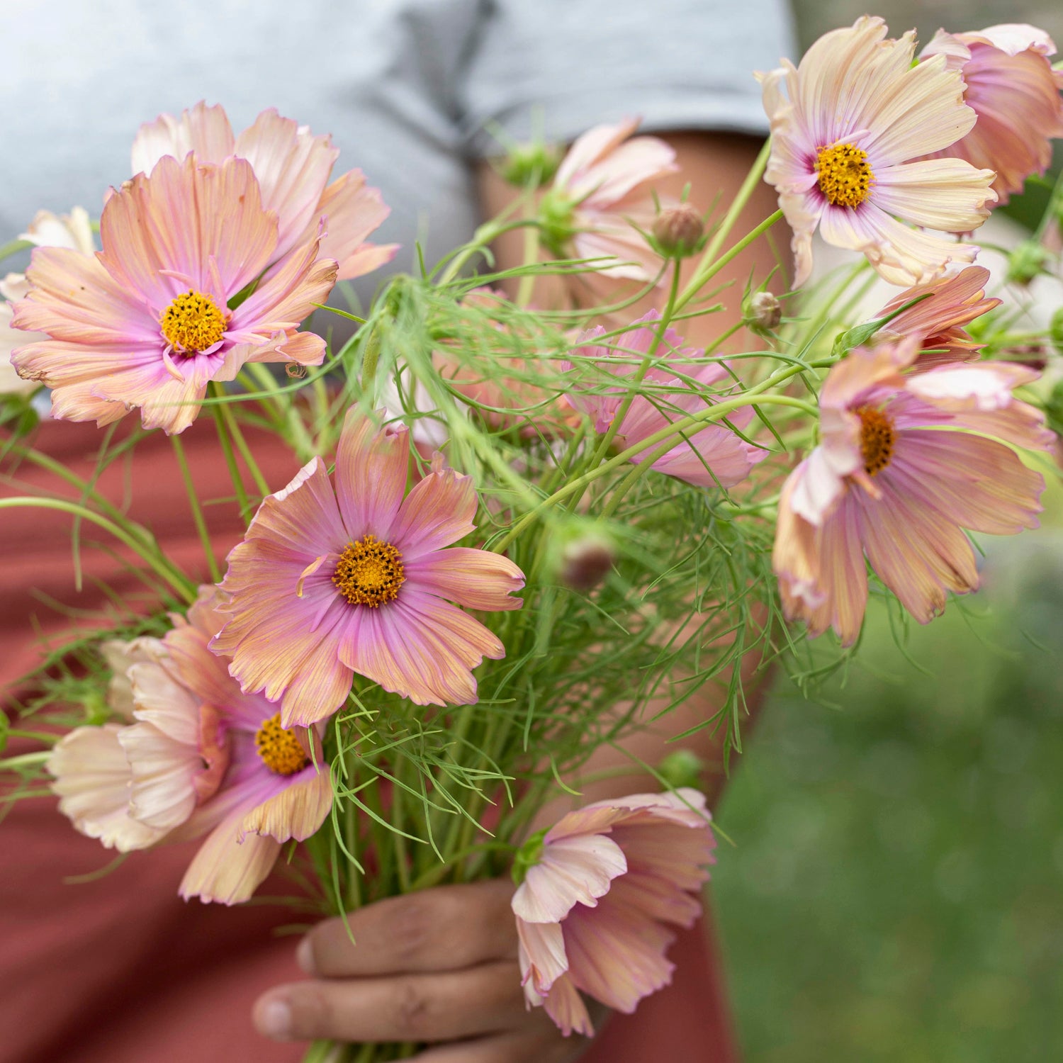 Blumensamen Schmuckkörbchen Apricotta