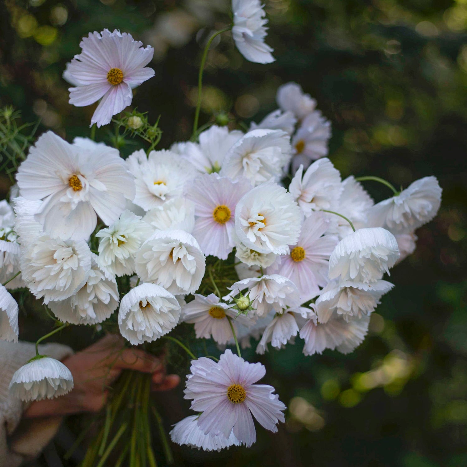 Blumensamen Schmuckkörbchen Cupcake Blush