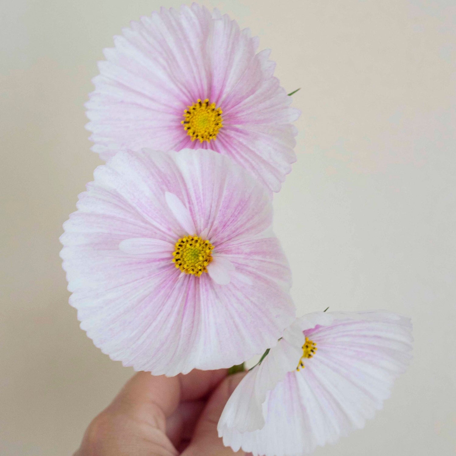 Blumensamen Schmuckkörbchen Cupcake Blush