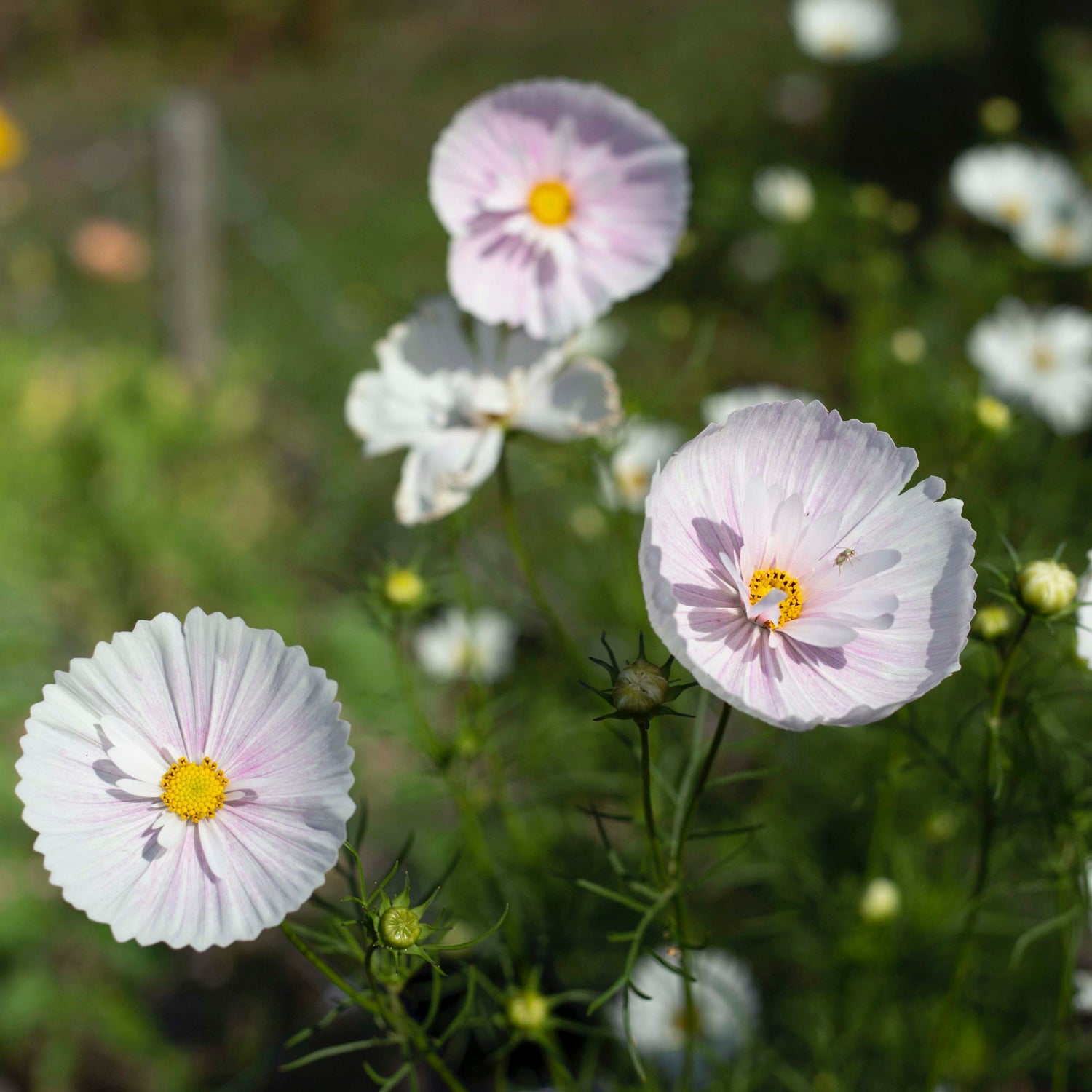 Blumensamen Schmuckkörbchen Cupcake Blush