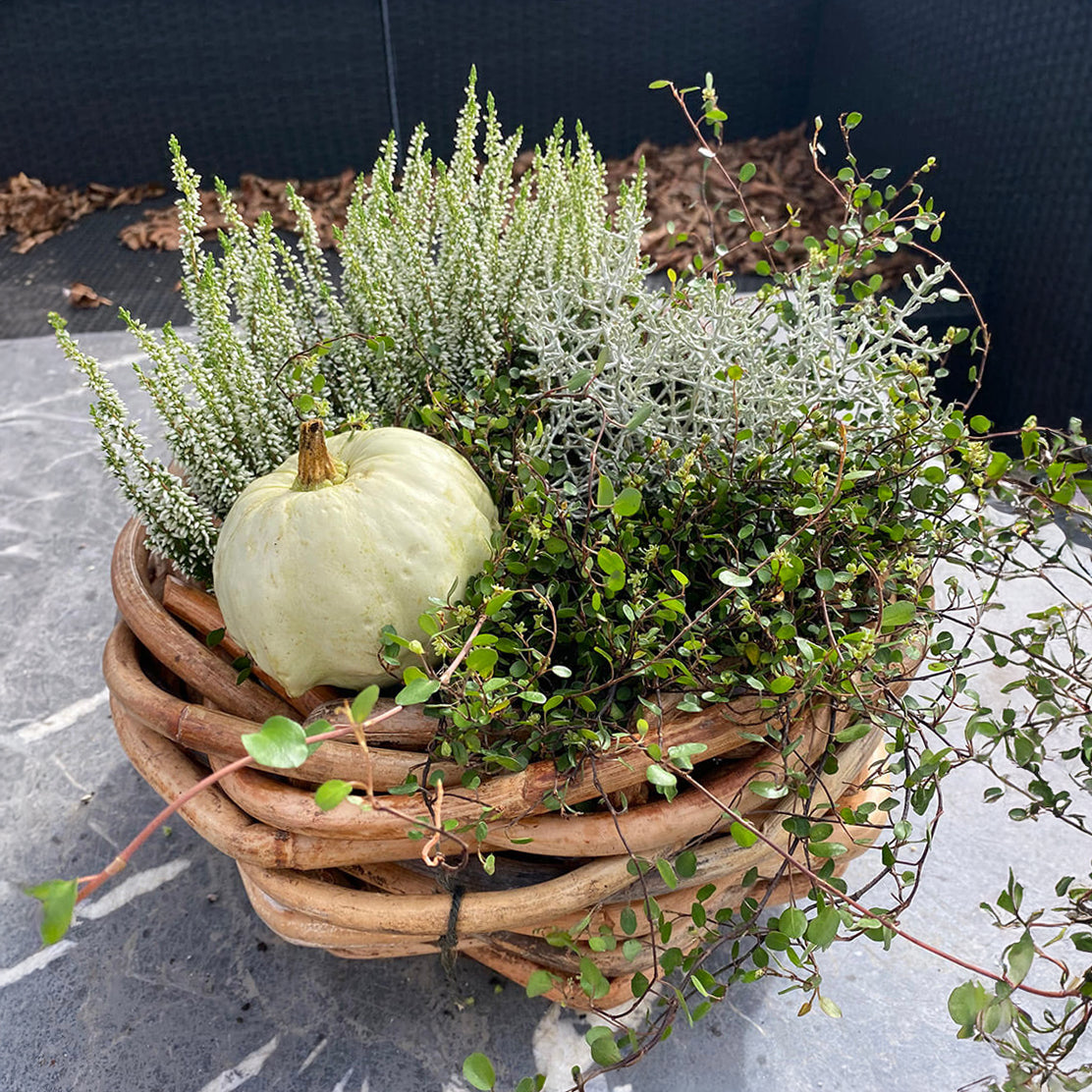 Rattan Schalen - rund