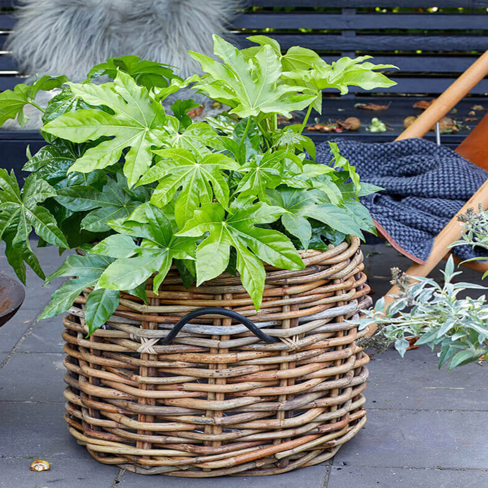 Rattan Korb rund mega low - 62x50cm