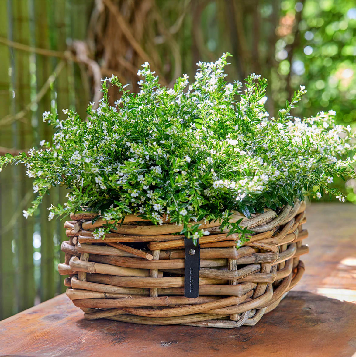 Rattan Schalen - eckig