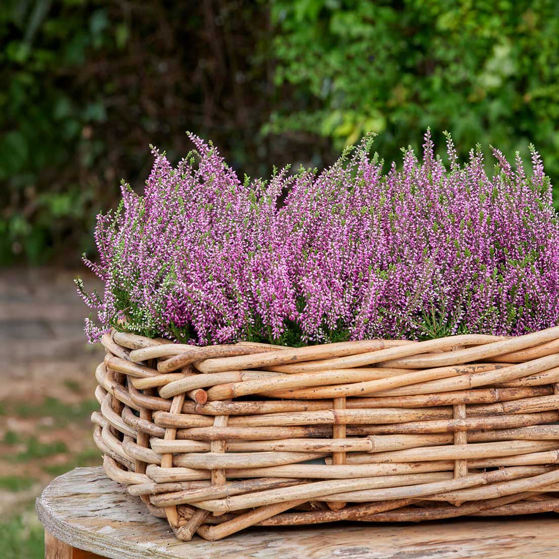 Rattan Schalen - eckig