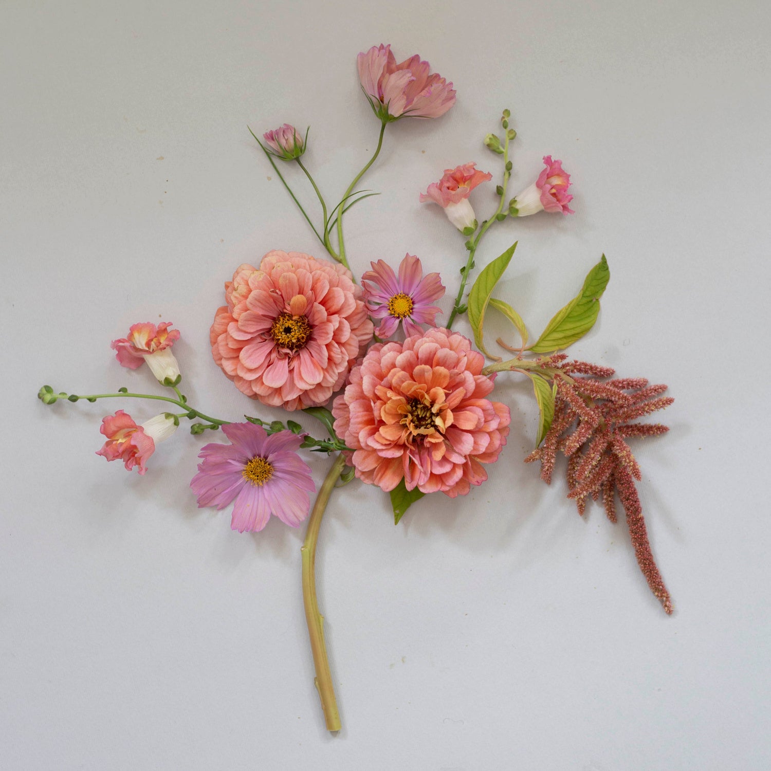 Blumensamen Amaranthus Coral Fountain