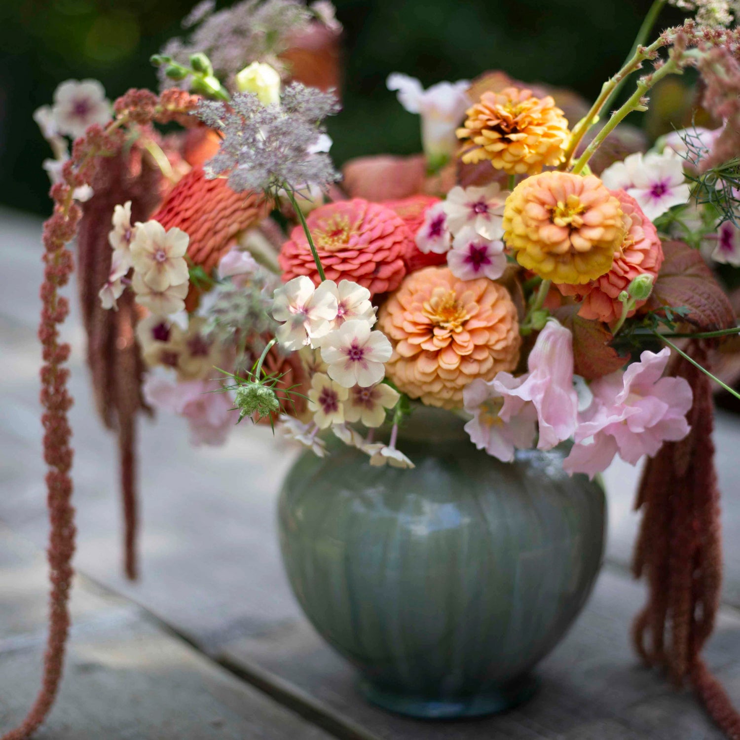 Blumensamen Amaranthus Coral Fountain