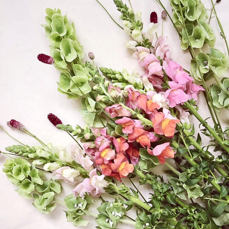Blumensamen Muschelblume