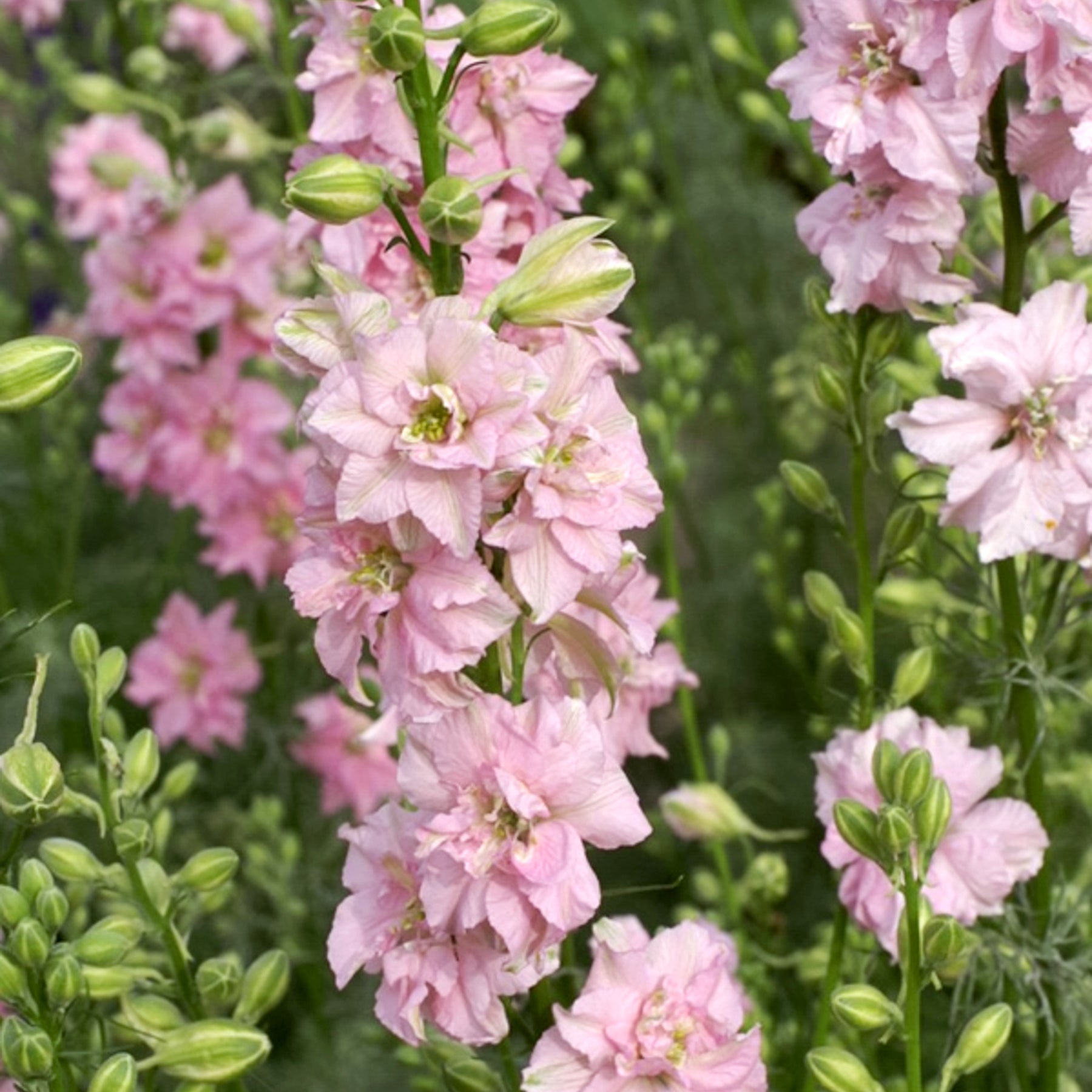 Blumensamen Rittersporn Qis Rose