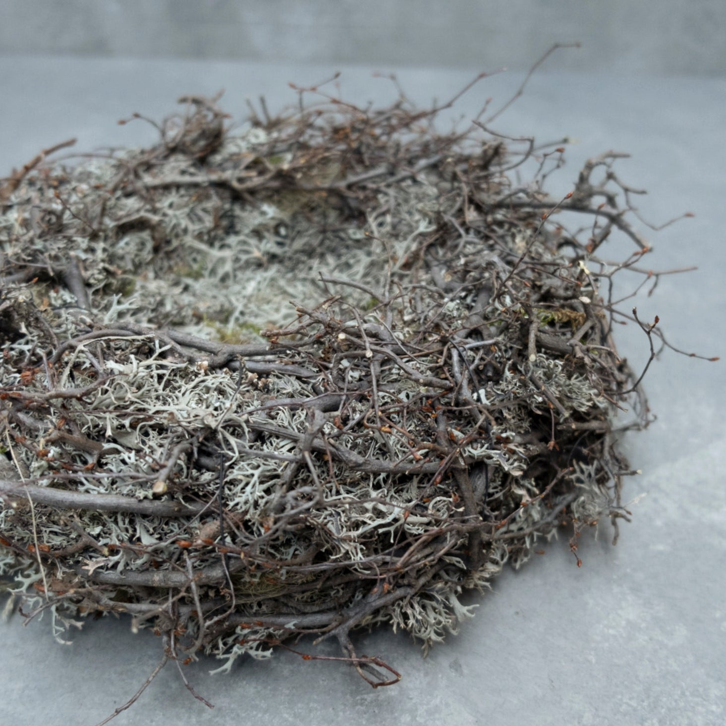 Moos Nest mit Bonsai - braun grau