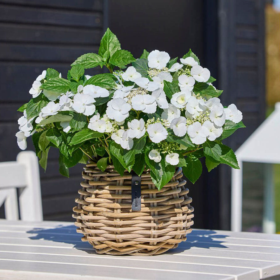 Rattan Blumenkorb Kubu - Pear