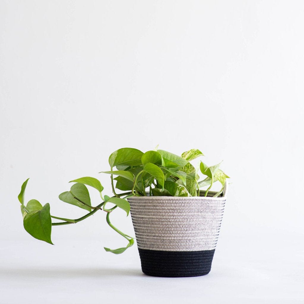 Übertopf aus Baumwolle - schwarz - mkono