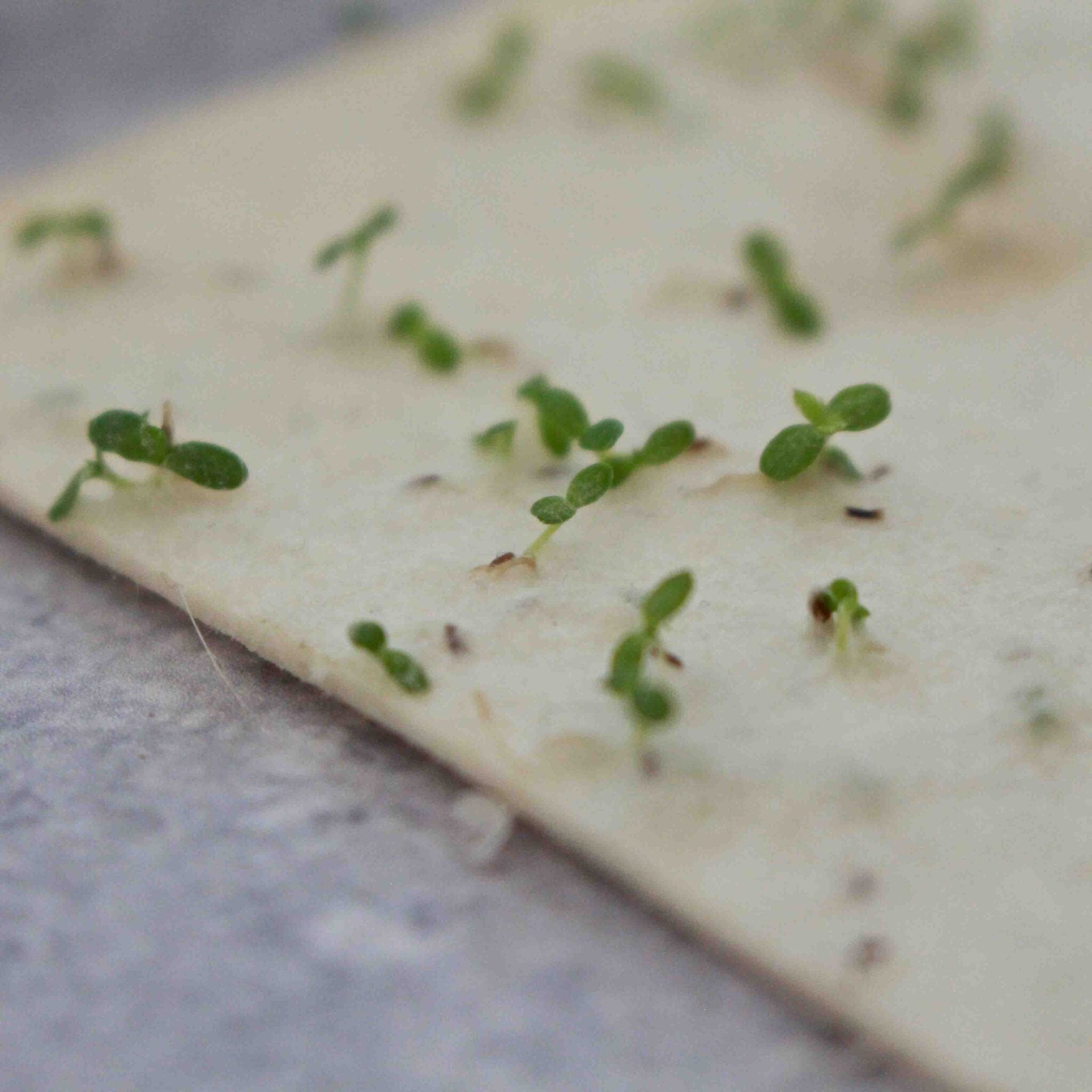 Grußkarte aus Saatpapier blühende Ostergrüße