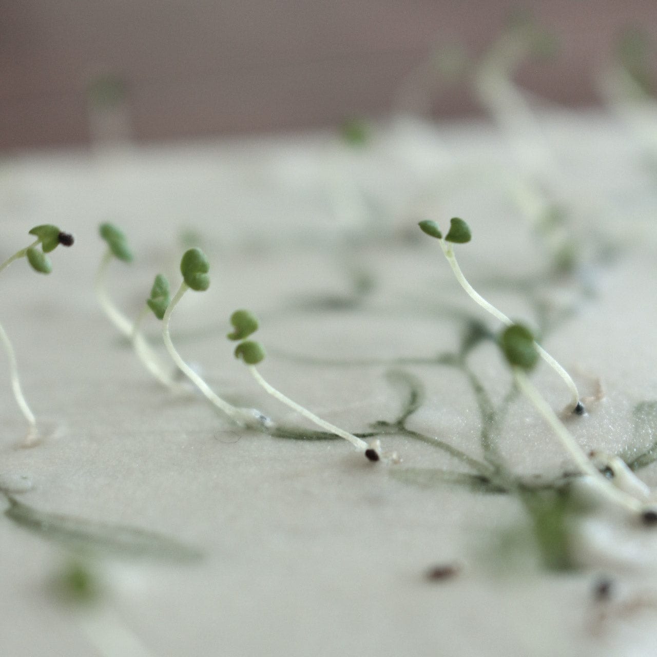 Grußkarte aus Saatpapier Mistelzweig