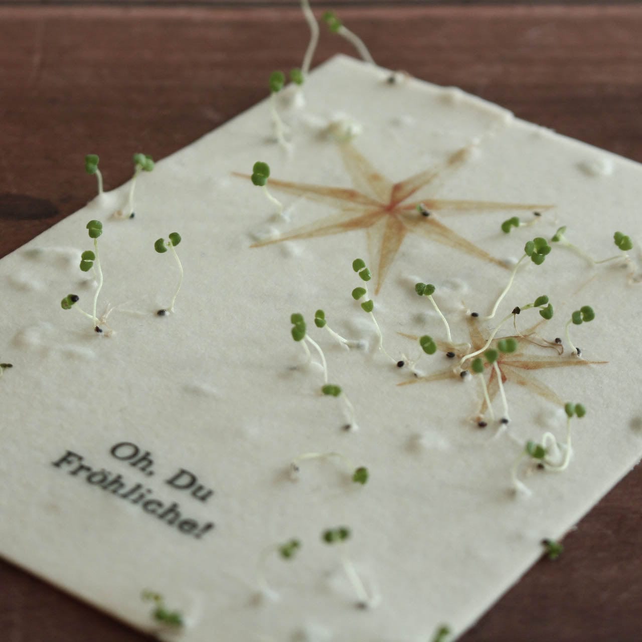Grußkarte aus Saatpapier Weihnachtsstern