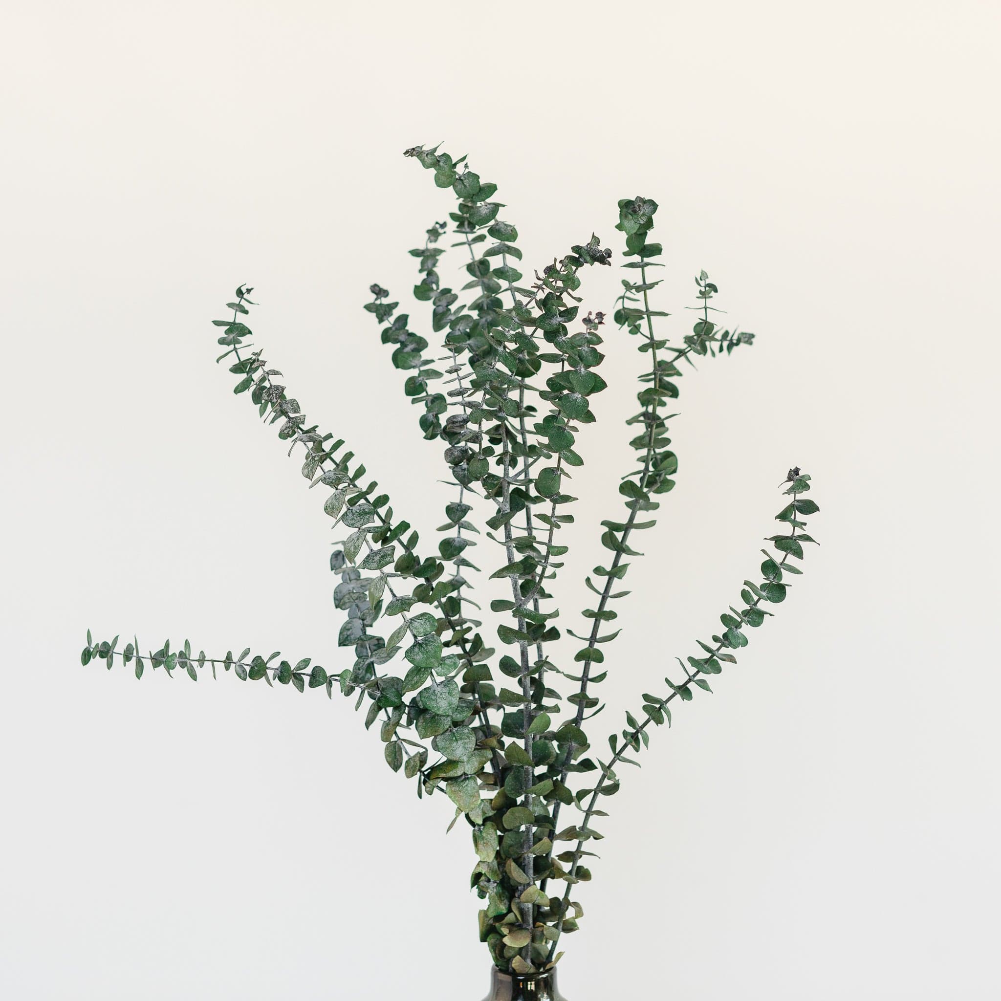 Eukalyptus baby blue in grün