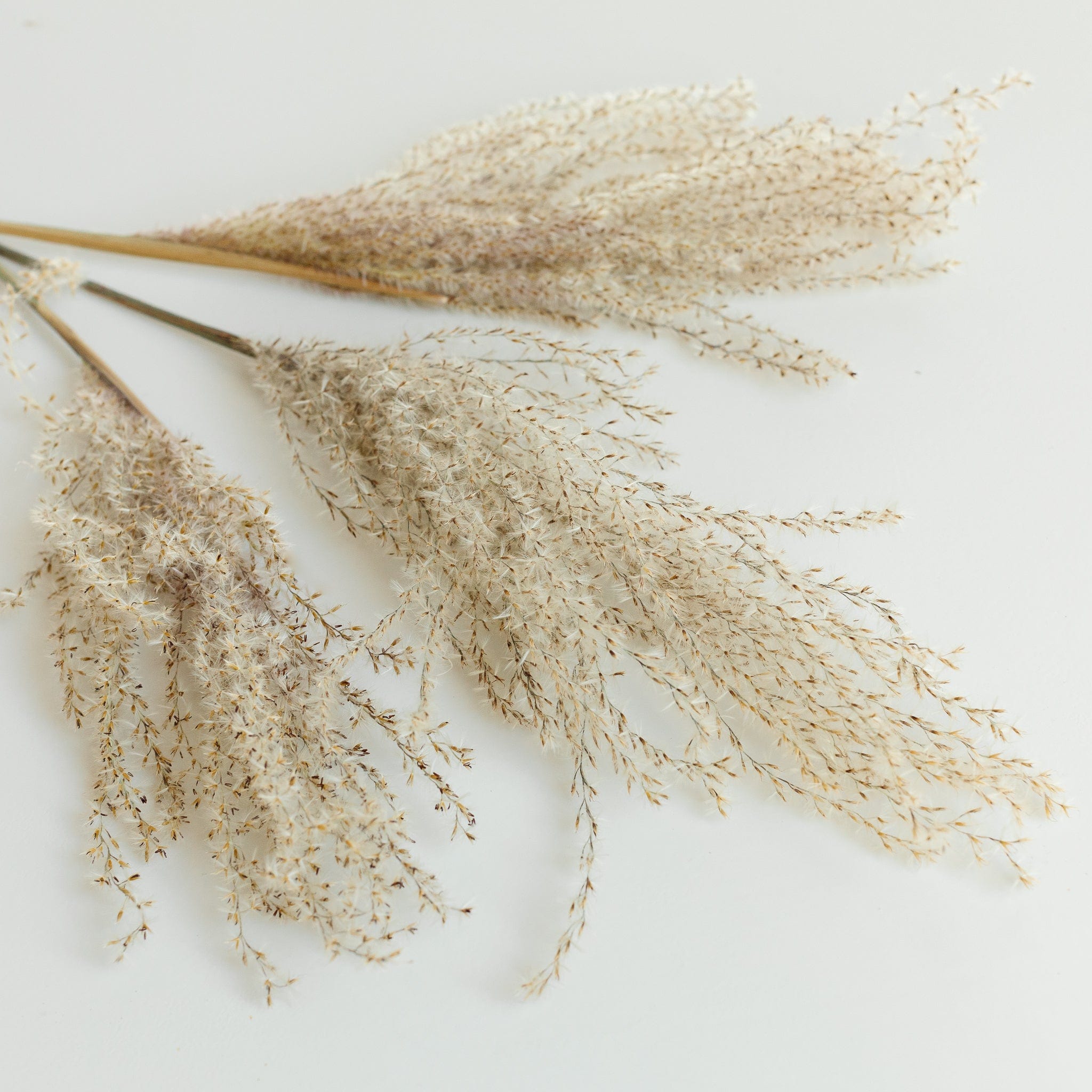 Pampasgras Miscanthus