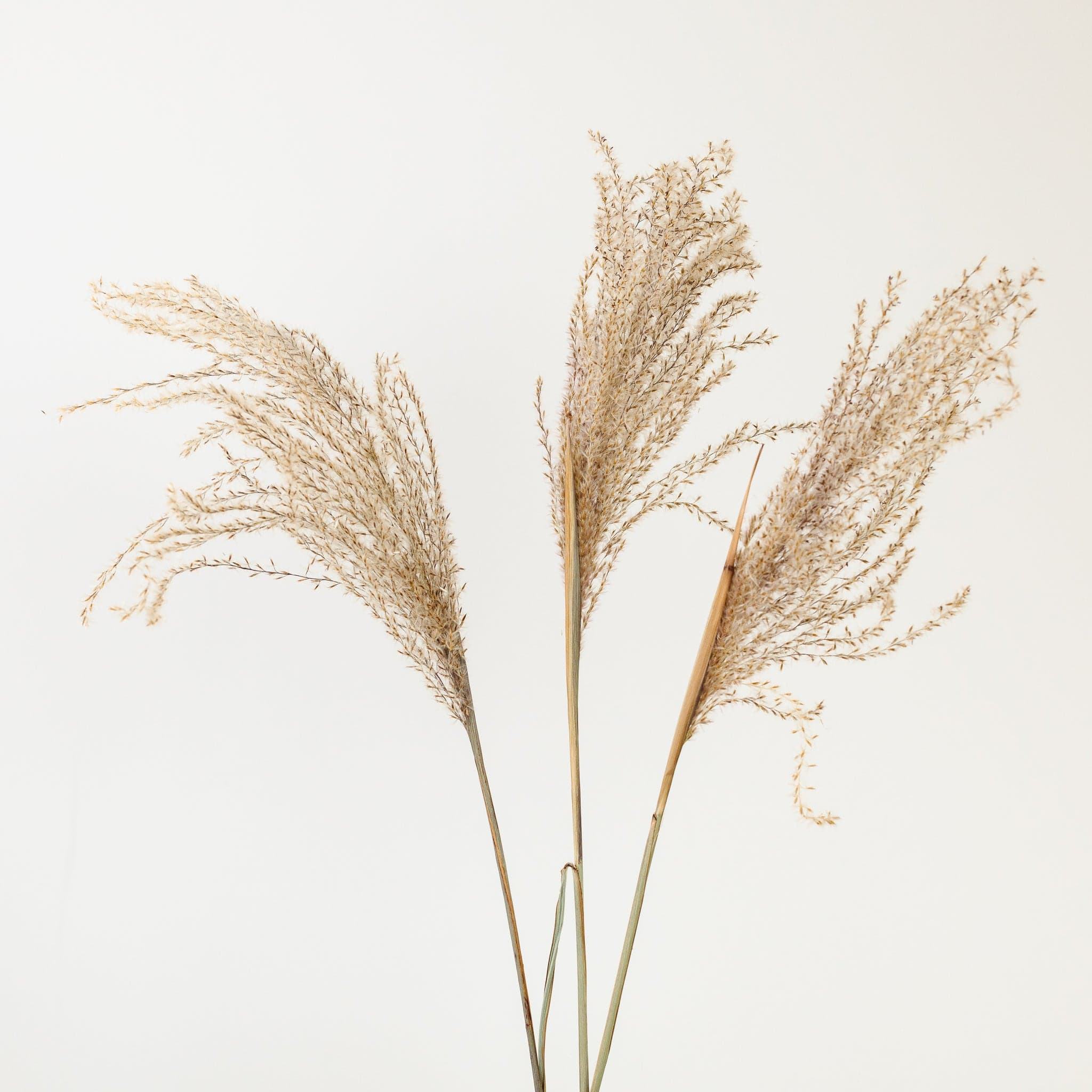 Pampasgras Miscanthus