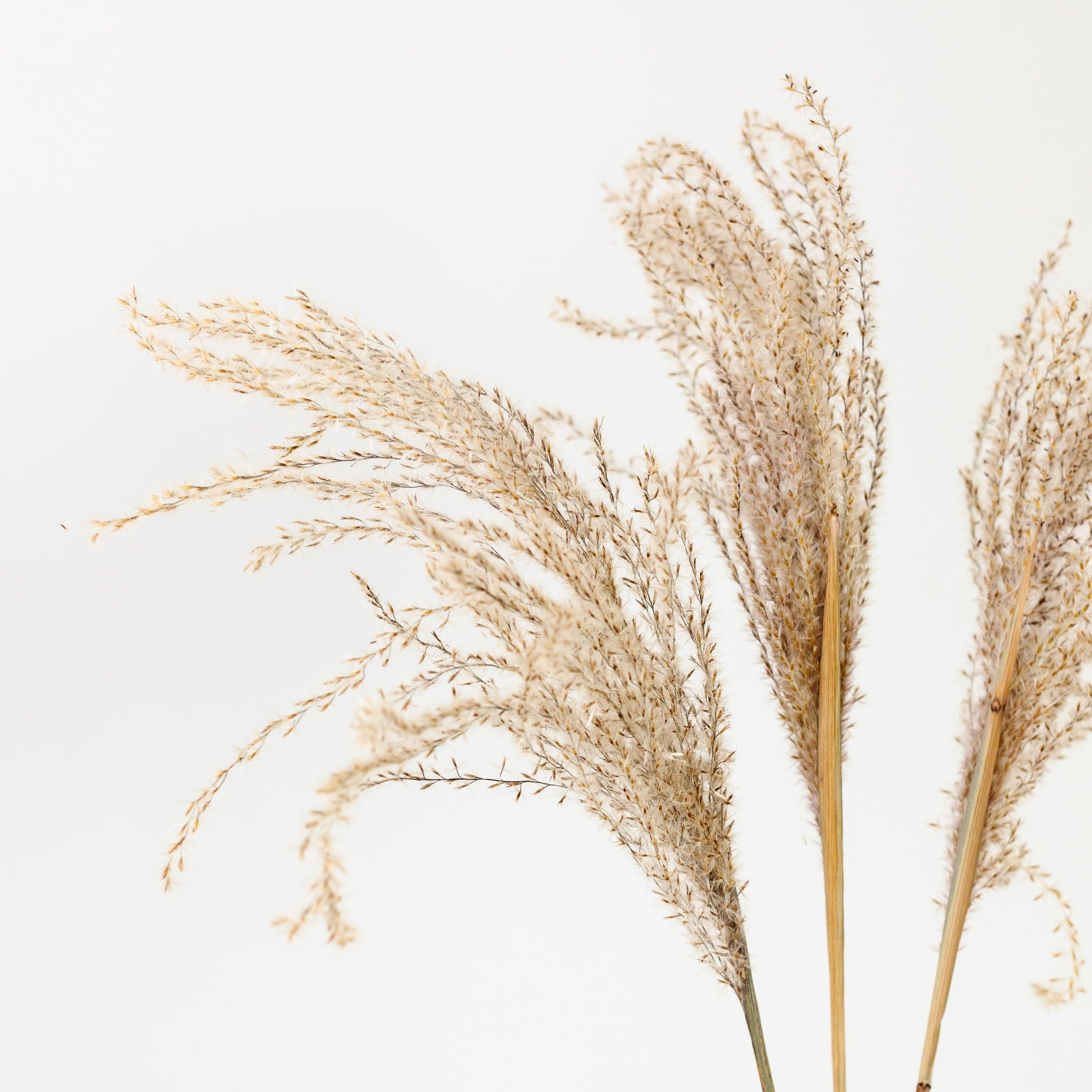 Pampasgras Miscanthus