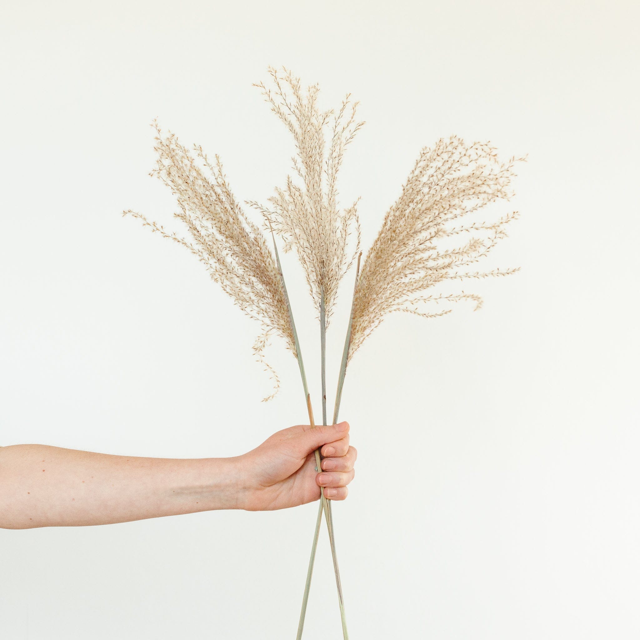 Pampasgras Miscanthus