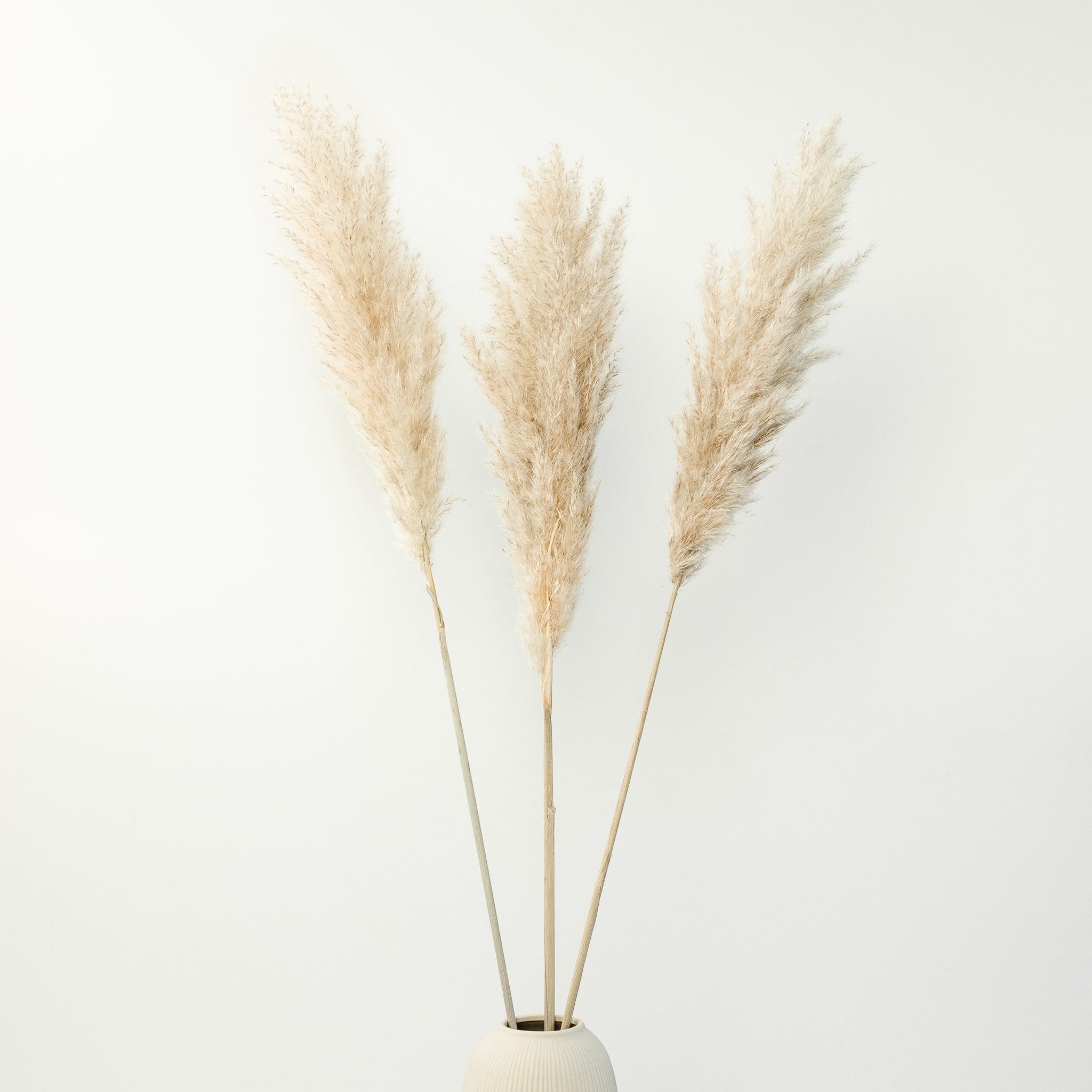 Pampasgras fluffy 95cm