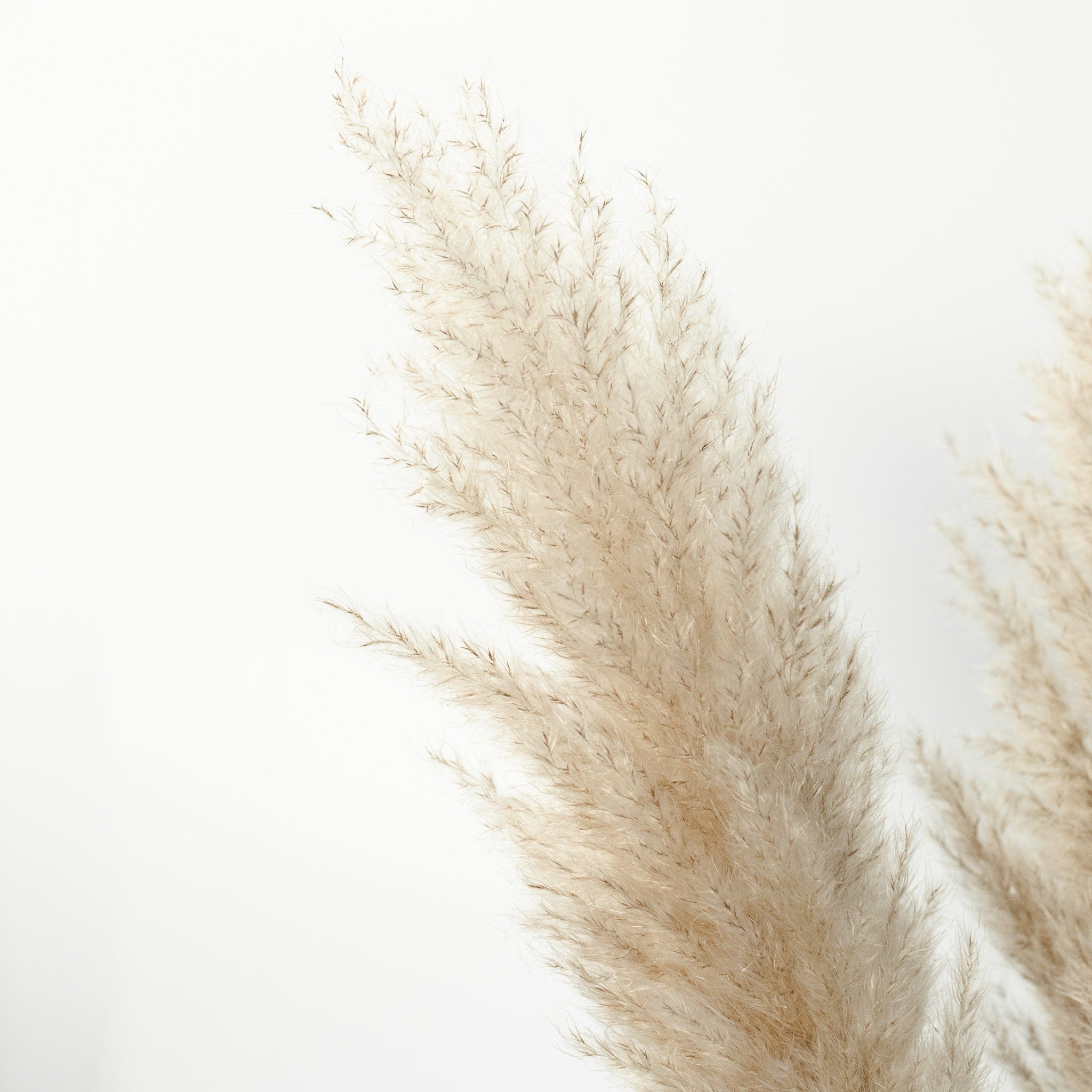 OUTLET Pampasgras fluffy 95cm - 10 Stück