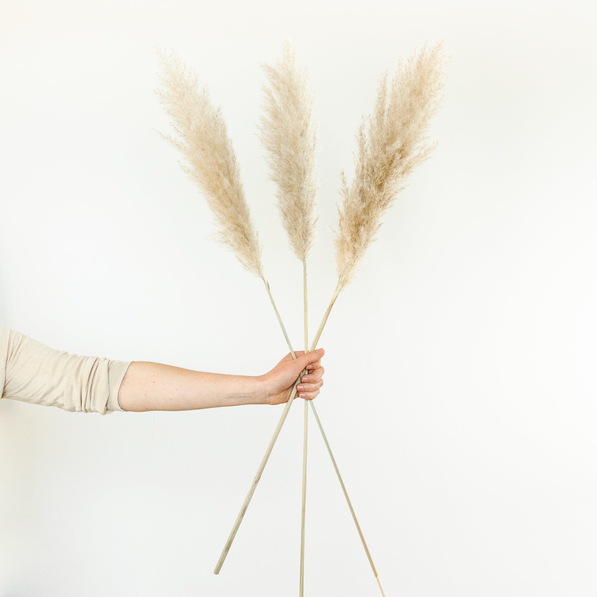 Pampasgras fluffy 95cm