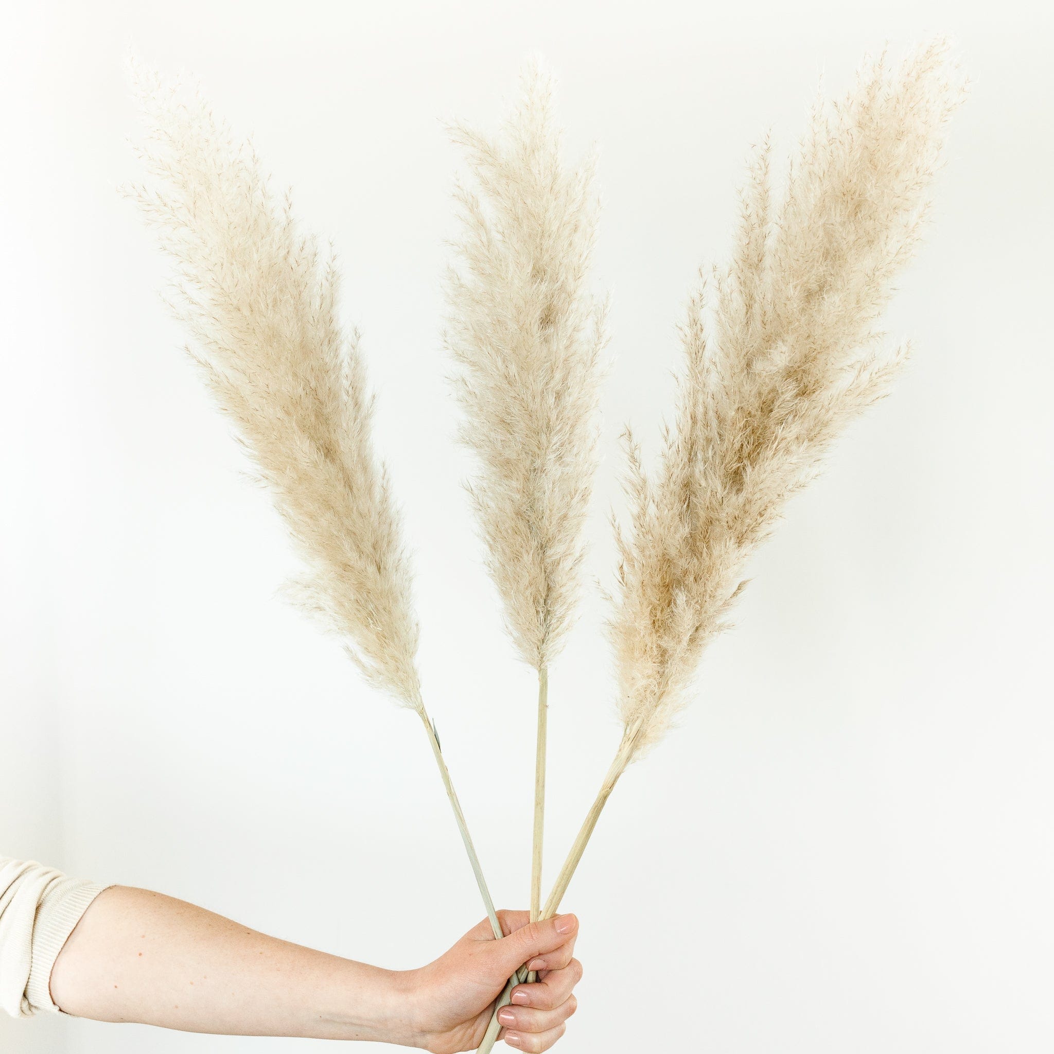 OUTLET Pampasgras fluffy 95cm - 10 Stück