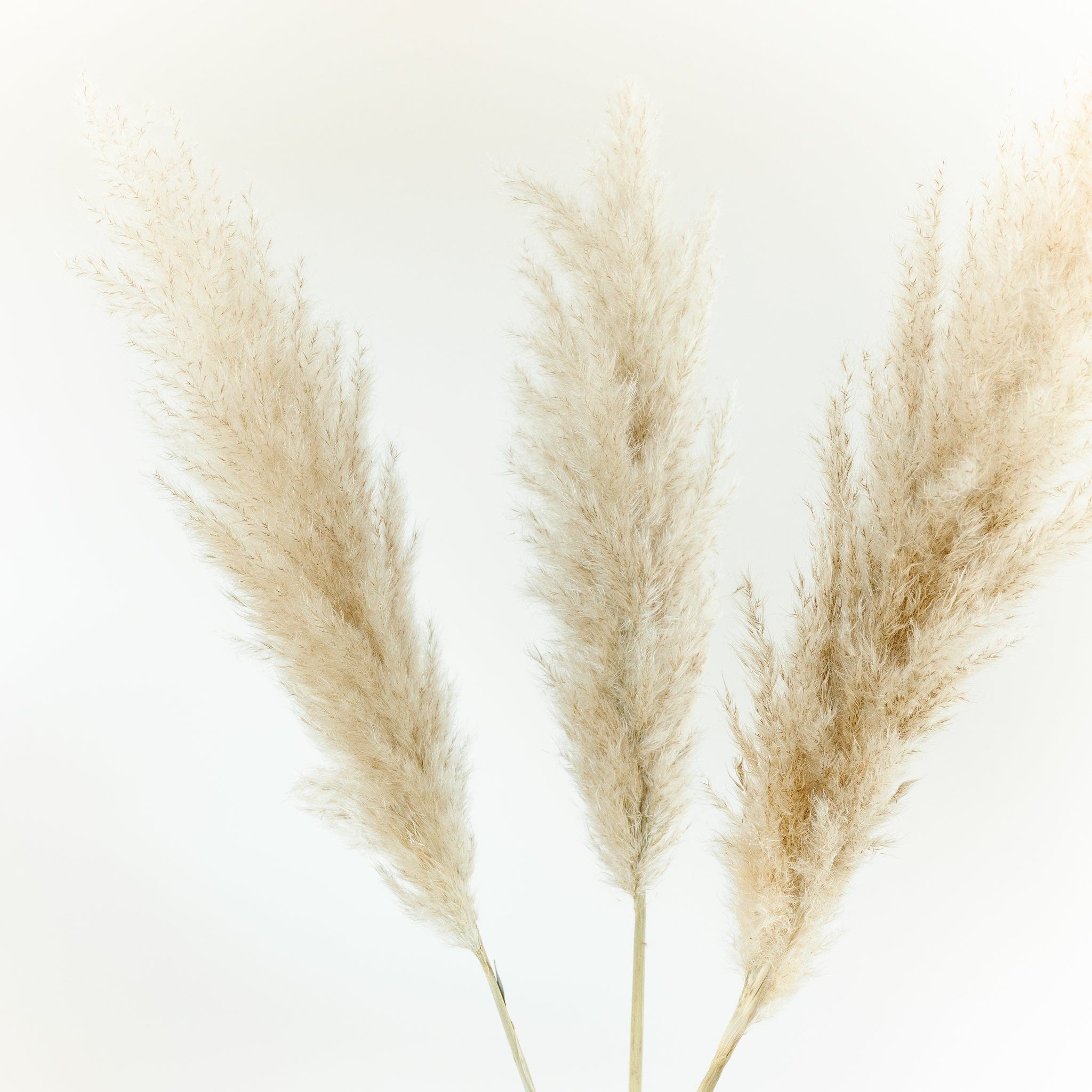 OUTLET Pampasgras fluffy 95cm - 10 Stück