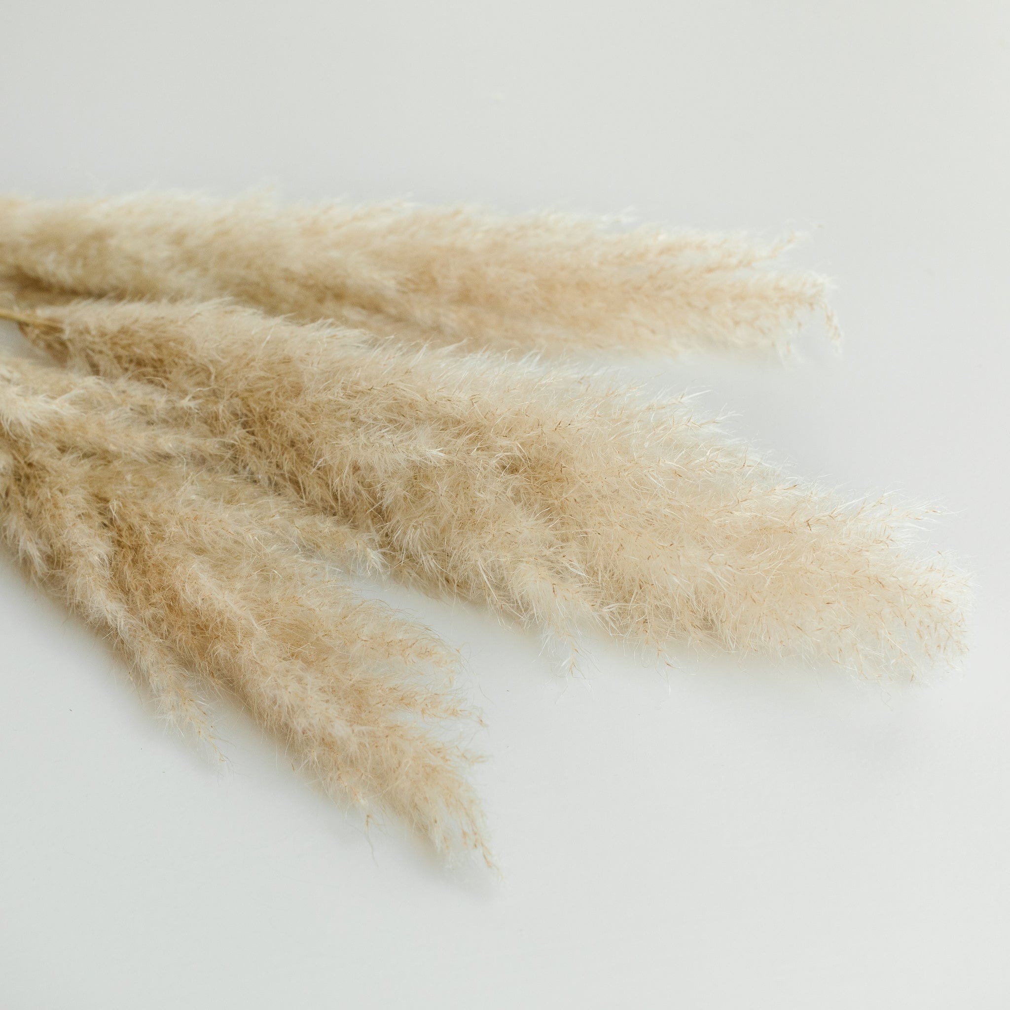 Pampasgras fluffy 70cm