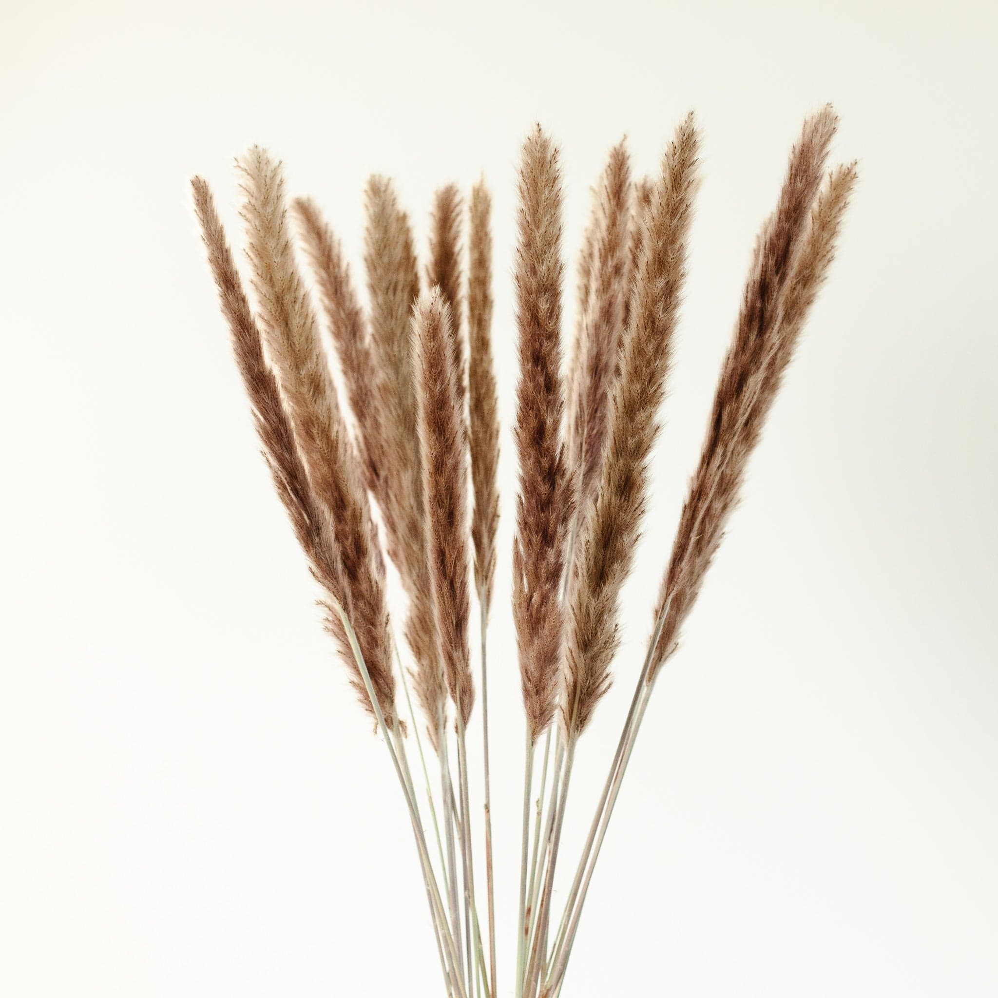 OUTLET Pampasgras mini - 10 Stück
