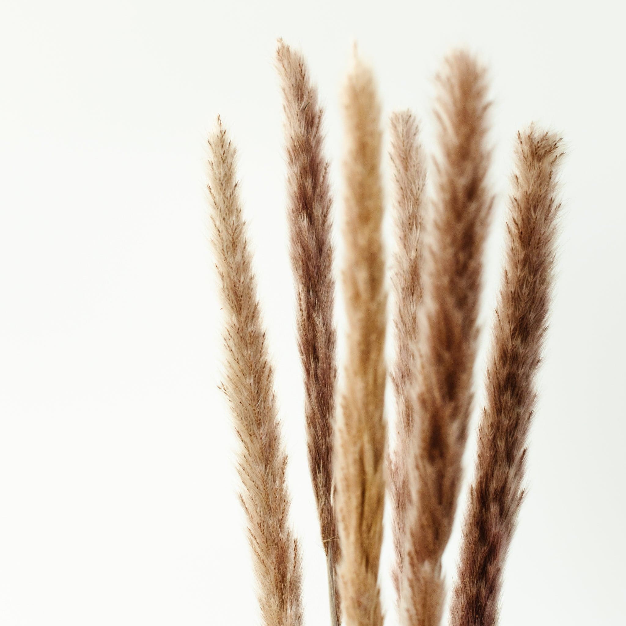 OUTLET Pampasgras mini - 10 Stück