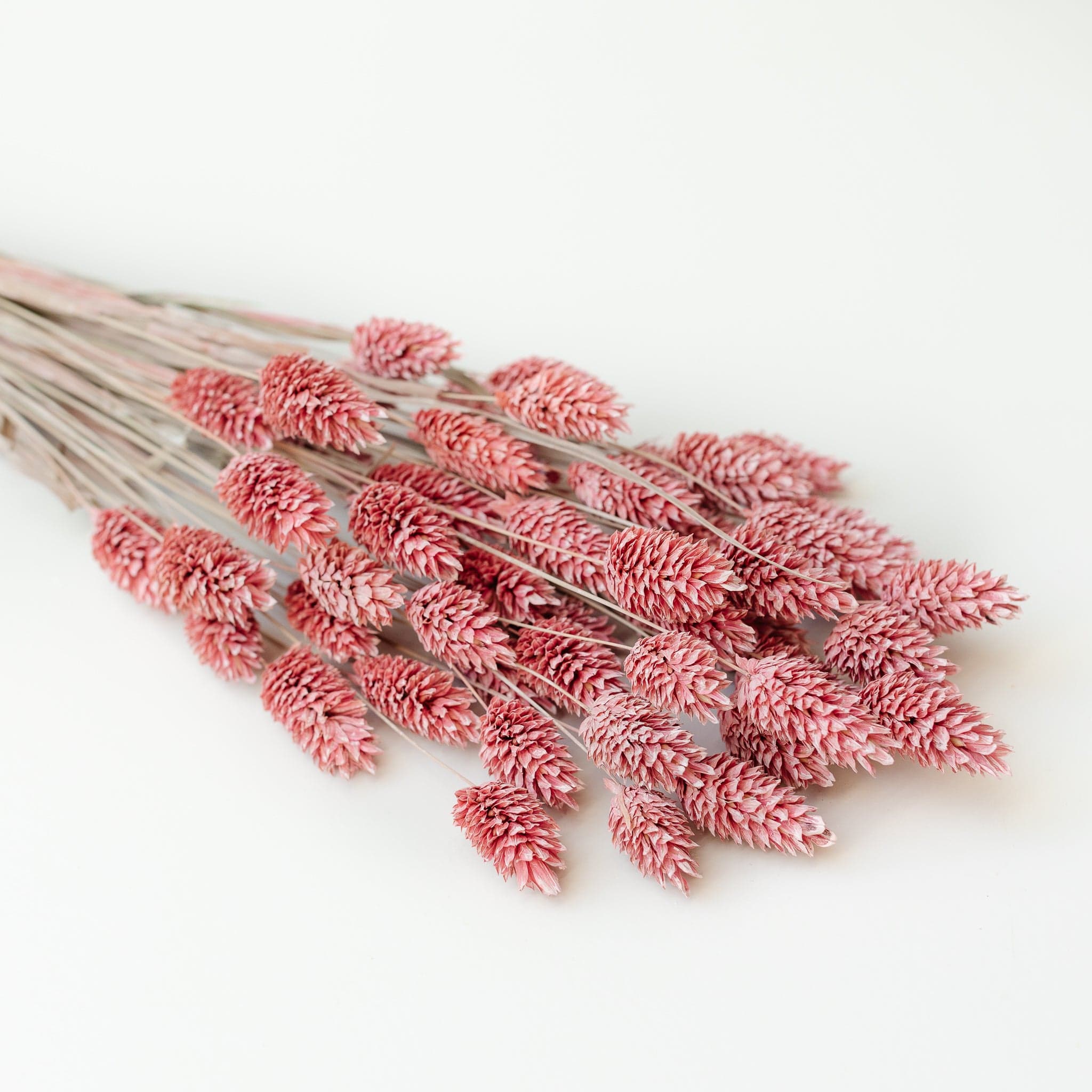 Phalaris Rosa