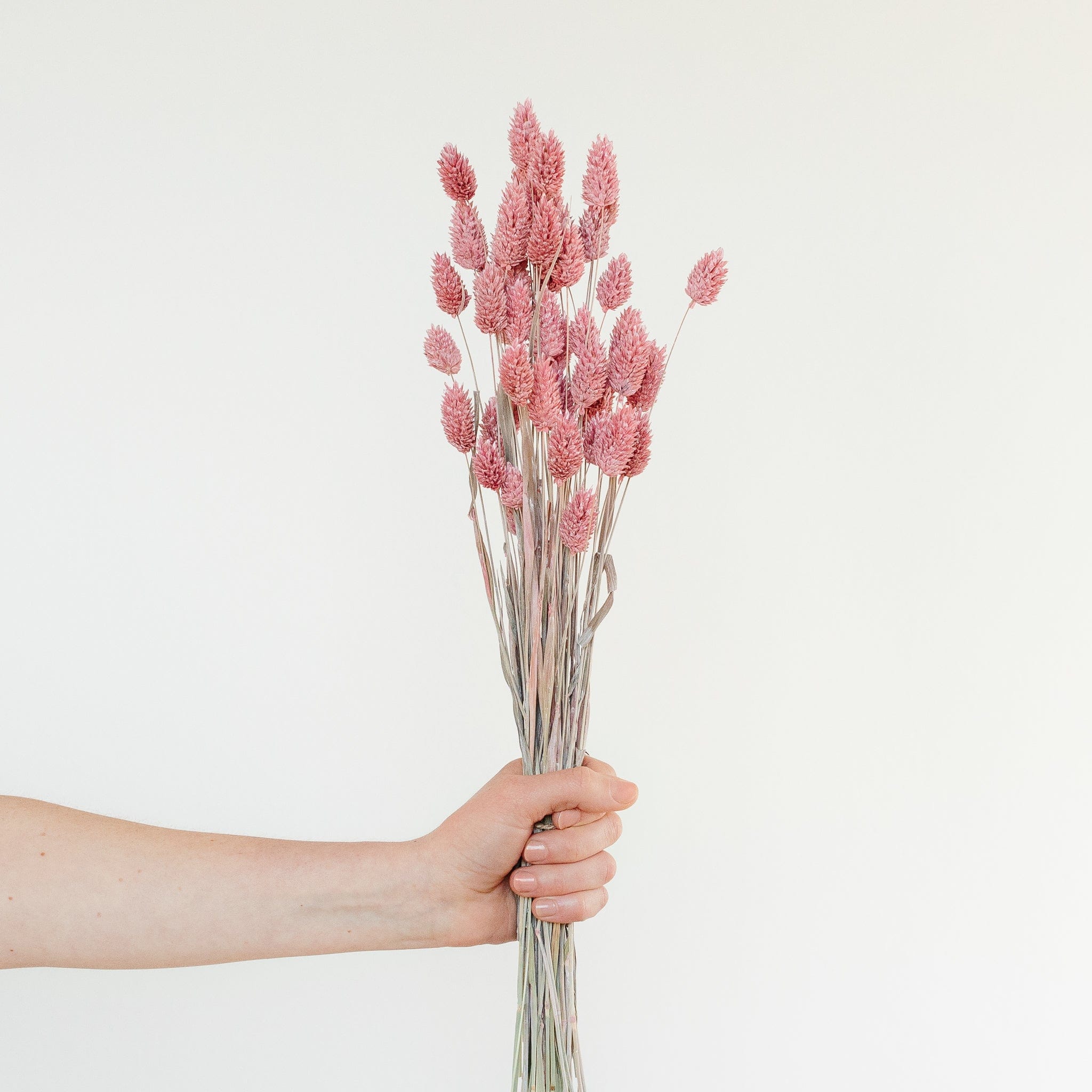 Phalaris Rosa