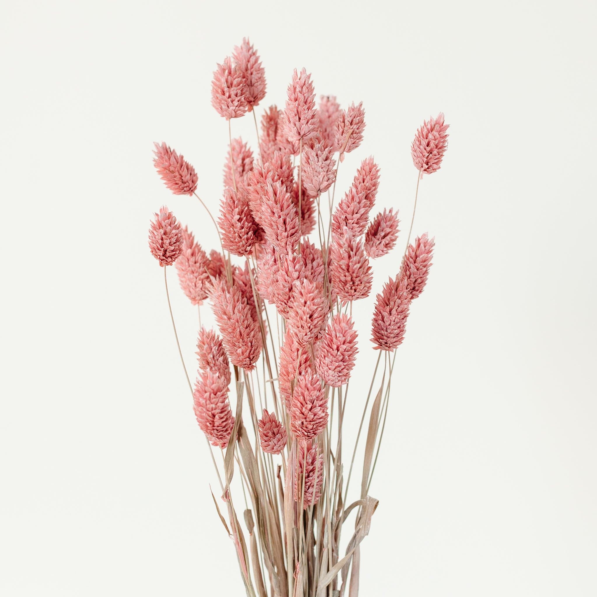 Phalaris Rosa