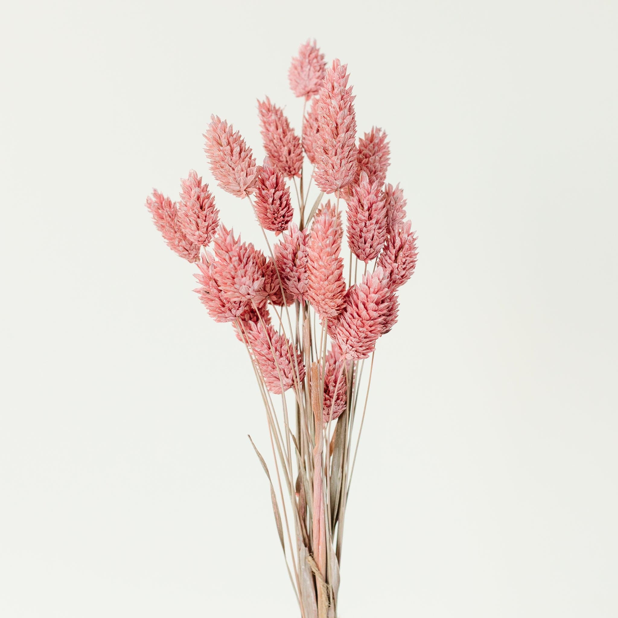 Phalaris Rosa