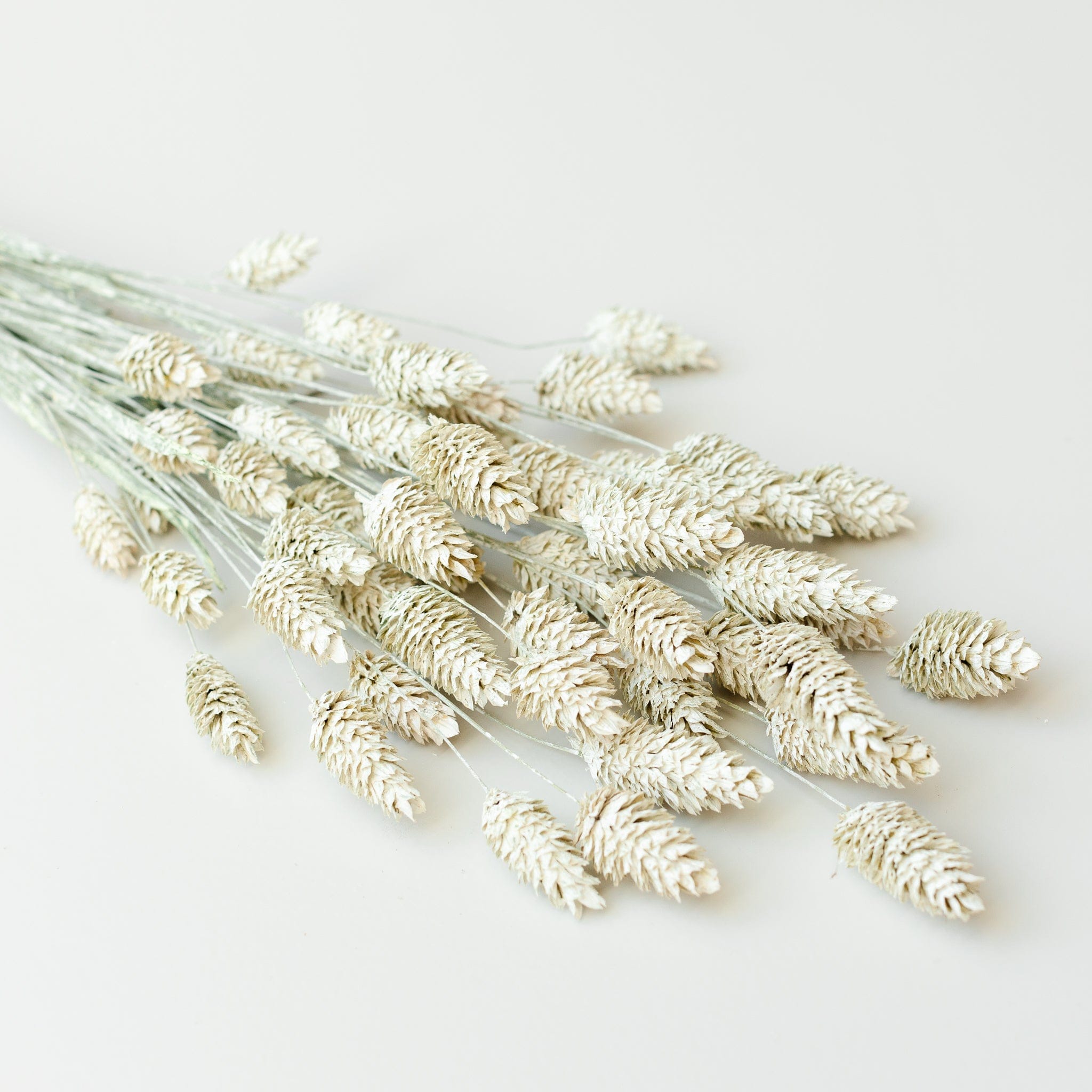 Phalaris Weiß Misty