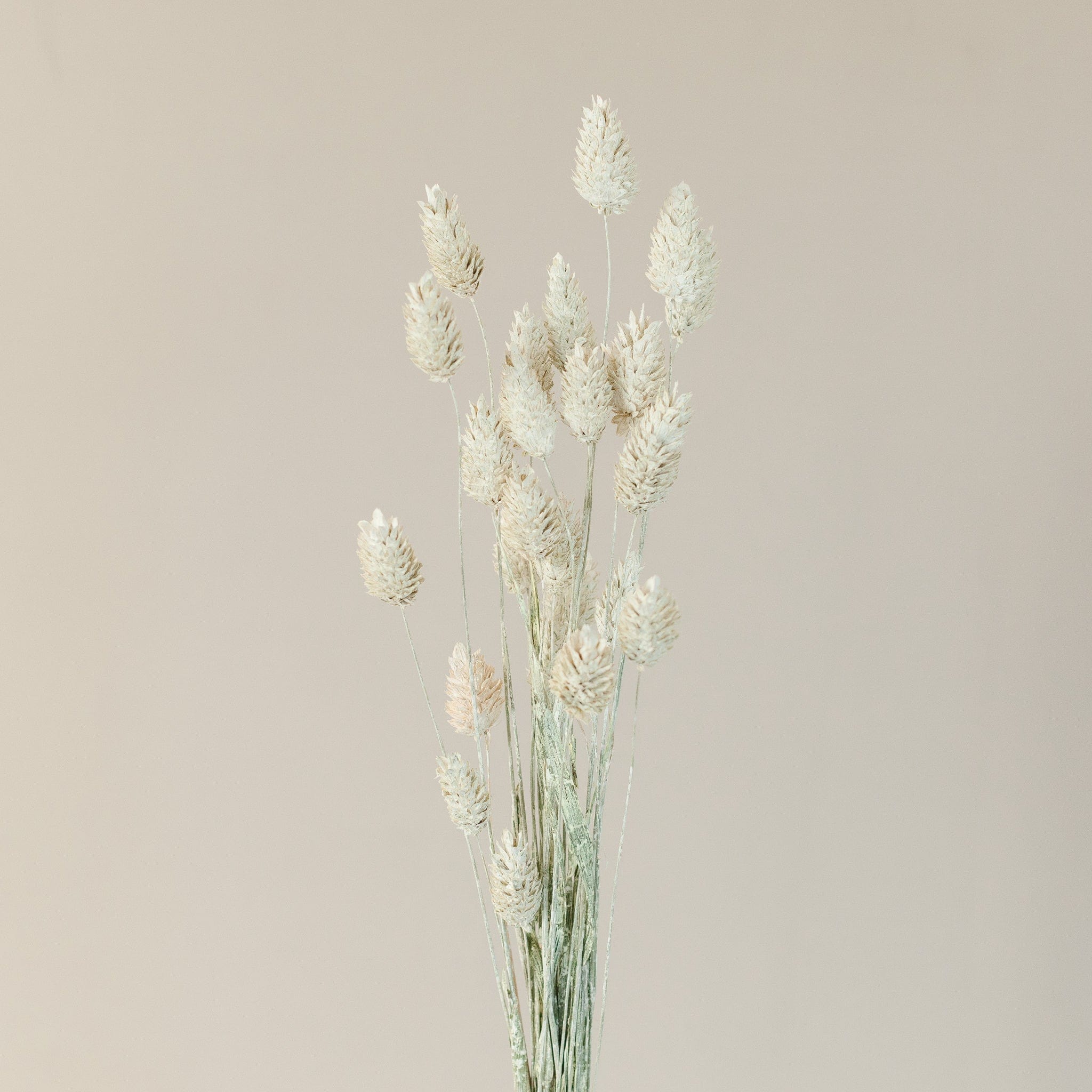 Phalaris Weiß Misty