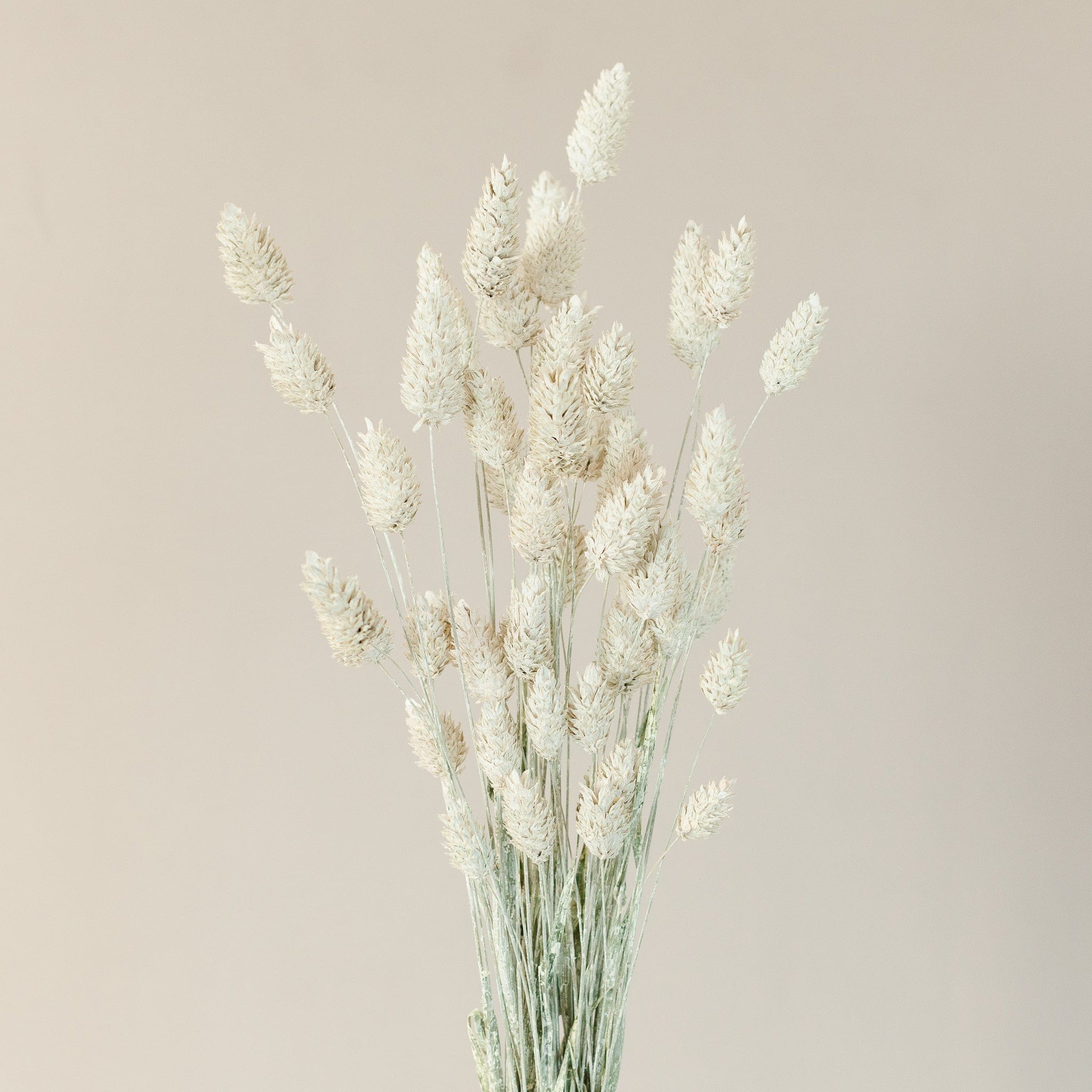 Phalaris Weiß Misty