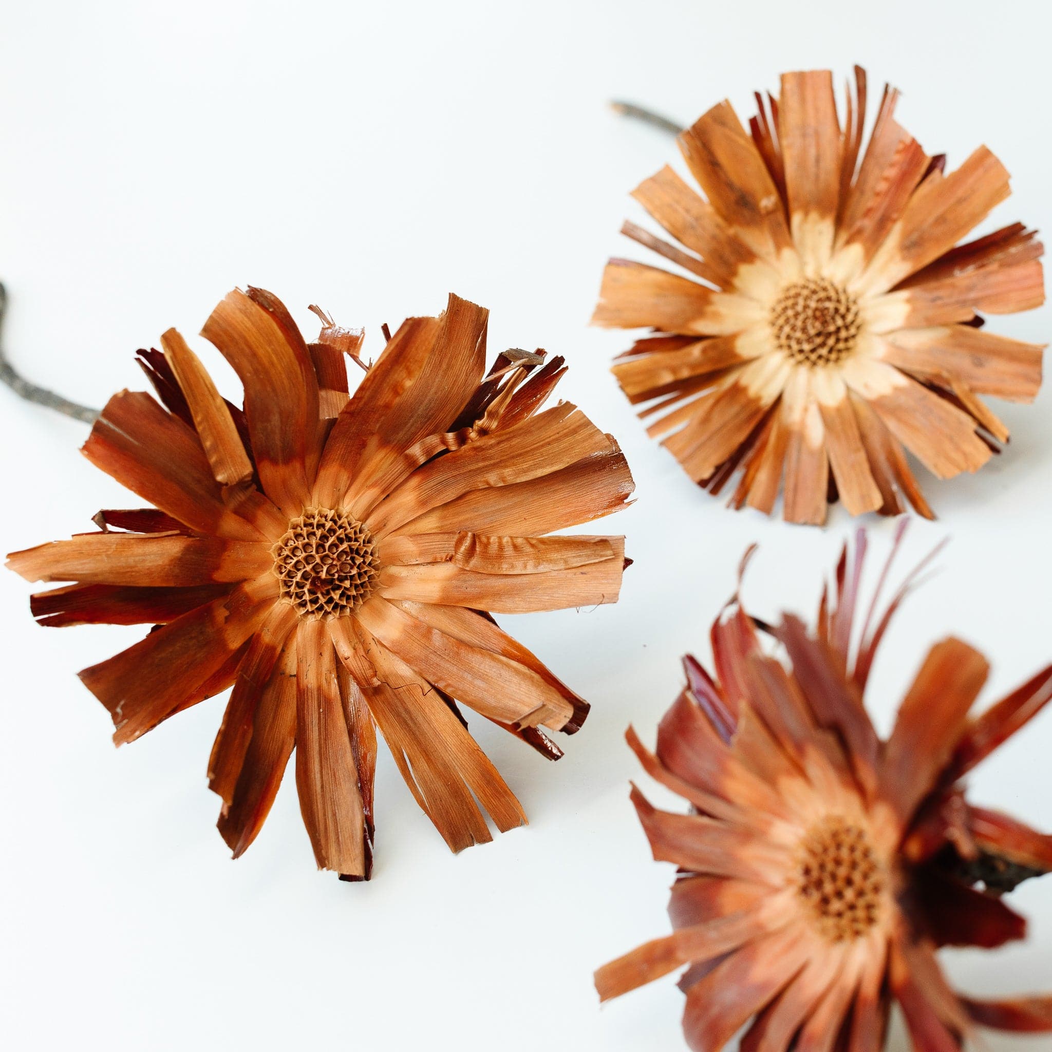 Protea repens