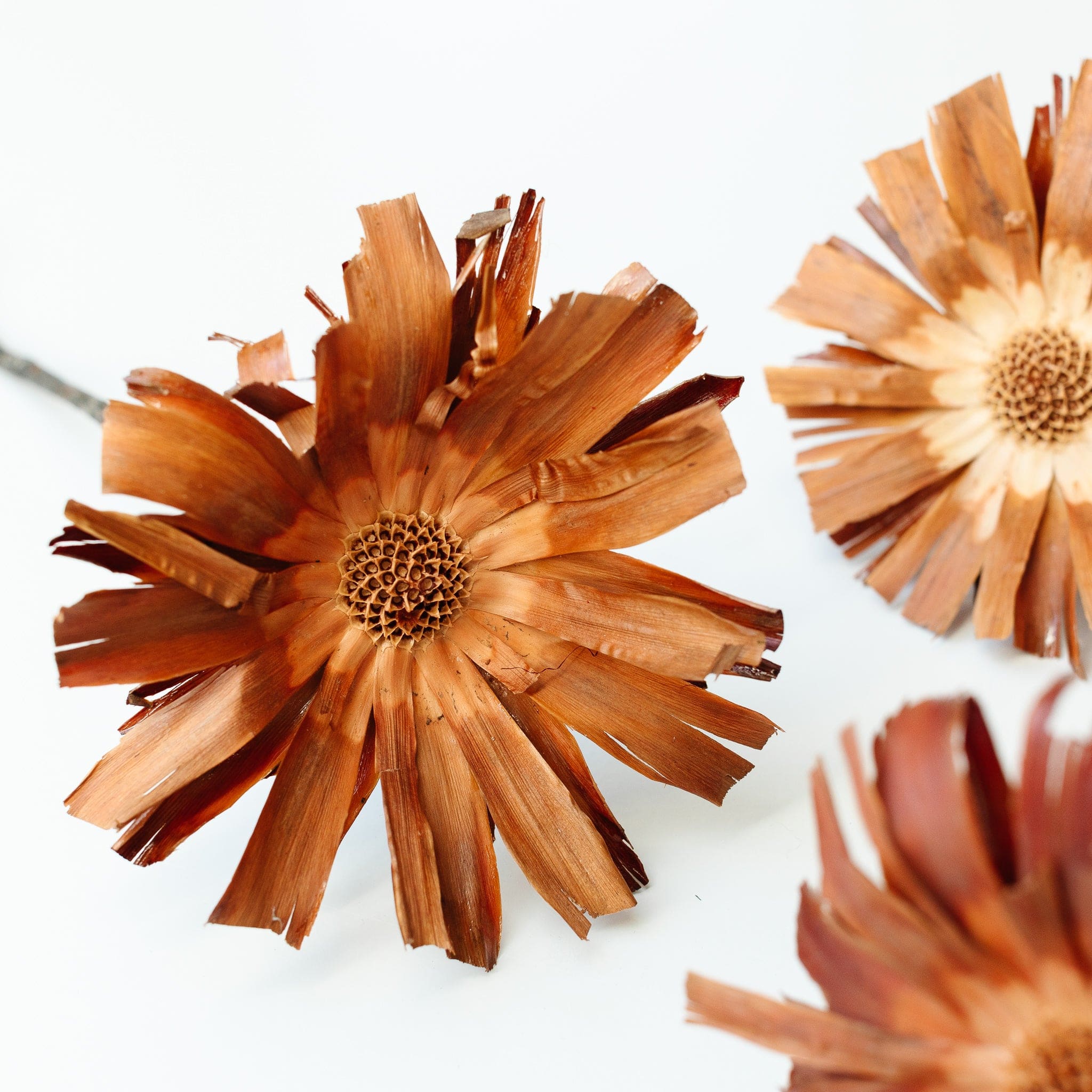 Protea repens