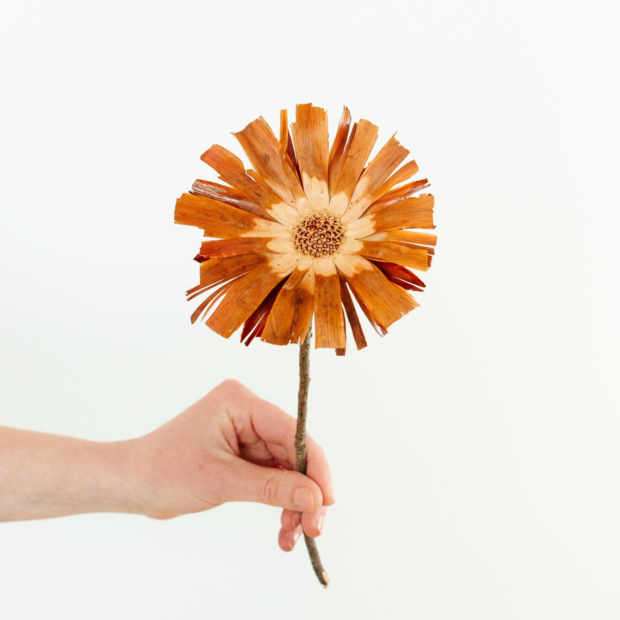 Protea repens
