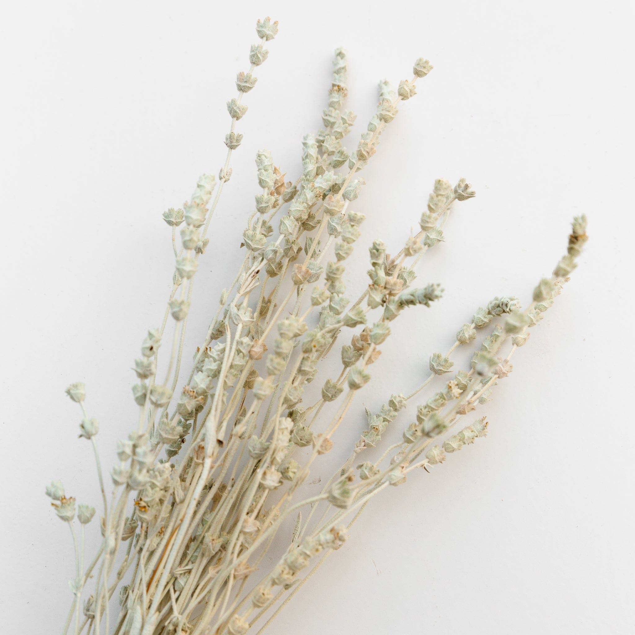 Lavendel salbeigrün