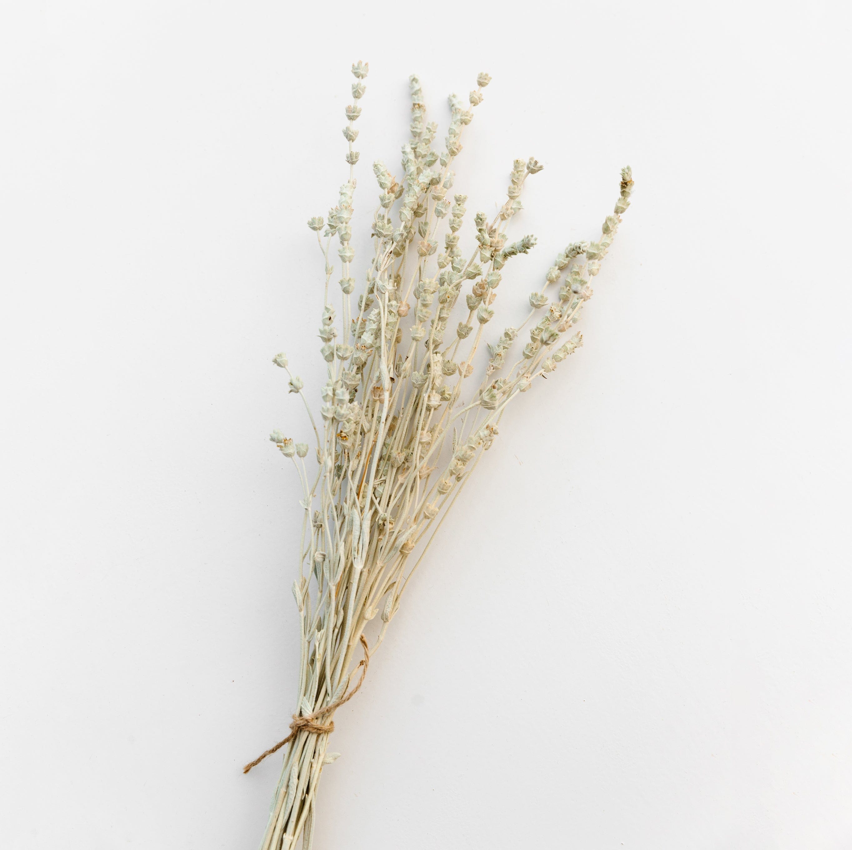 Lavendel salbeigrün