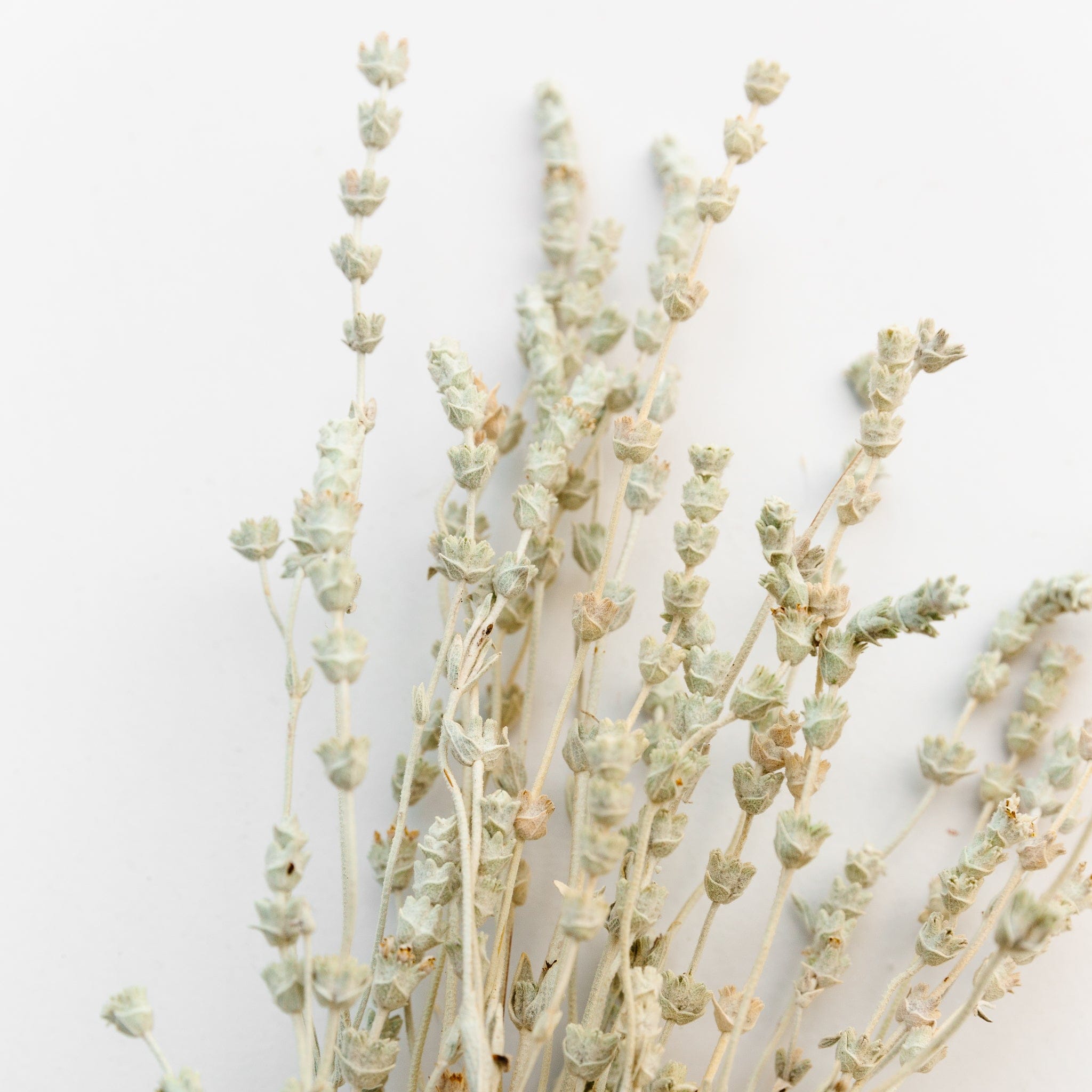 Lavendel salbeigrün