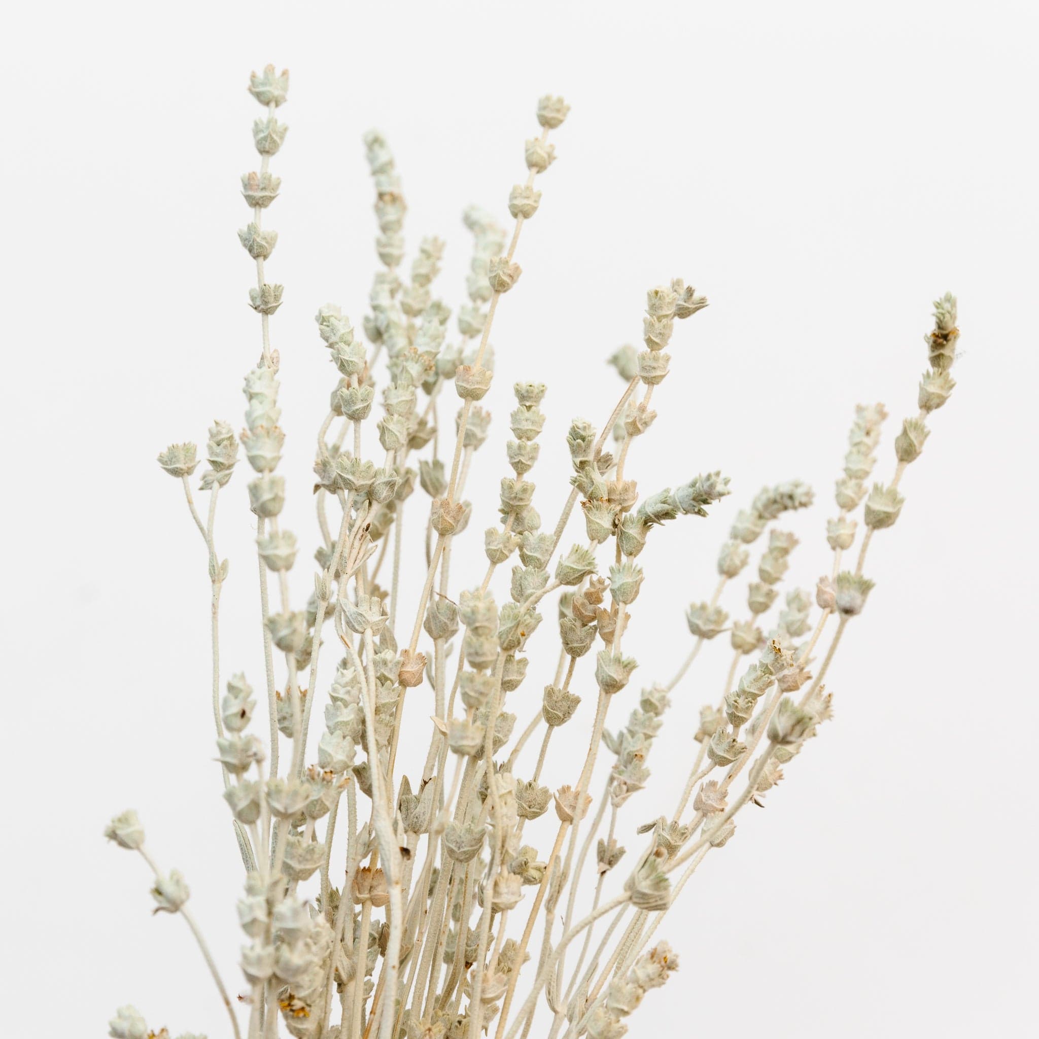 Lavendel salbeigrün