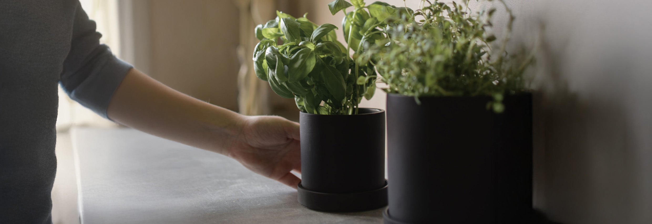 Zimmerpflanzen als Deko-Element: Welche Pflanzen passen zu welchem Raum?