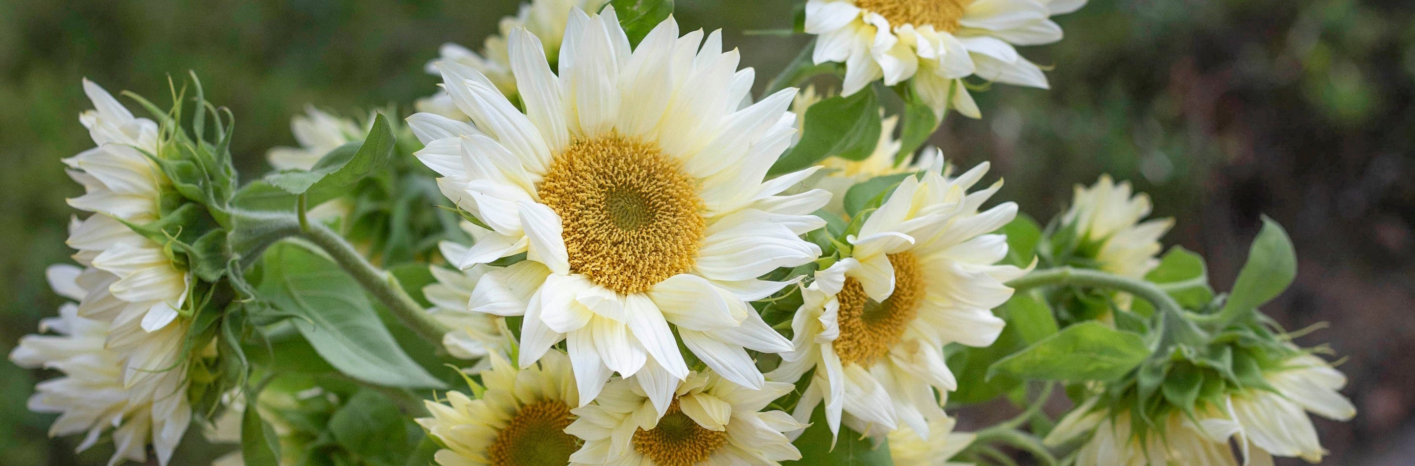 Blumensamen & Gartenzubehör