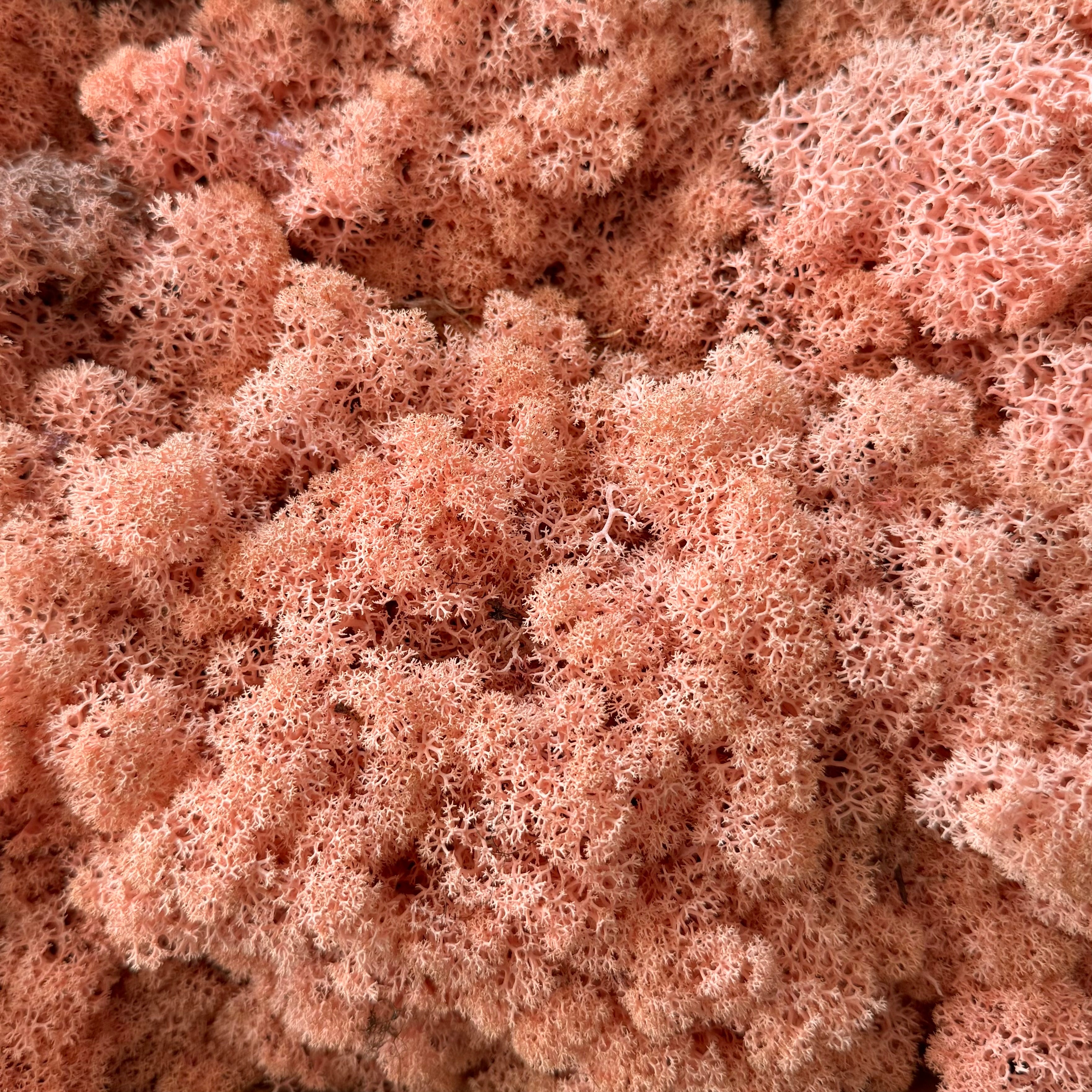 Islandmoos konserviert - rosa