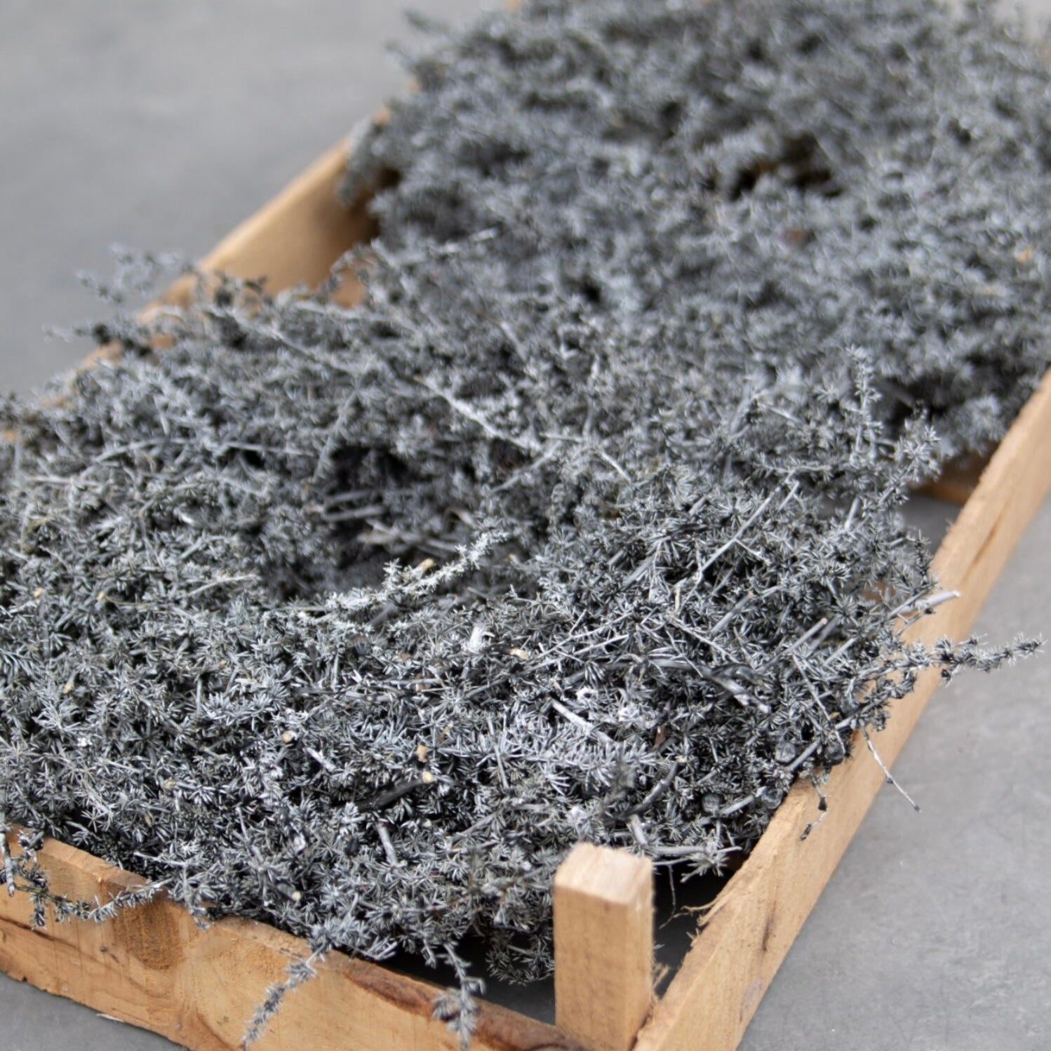 Kranz Asparagus - dunkelgrau